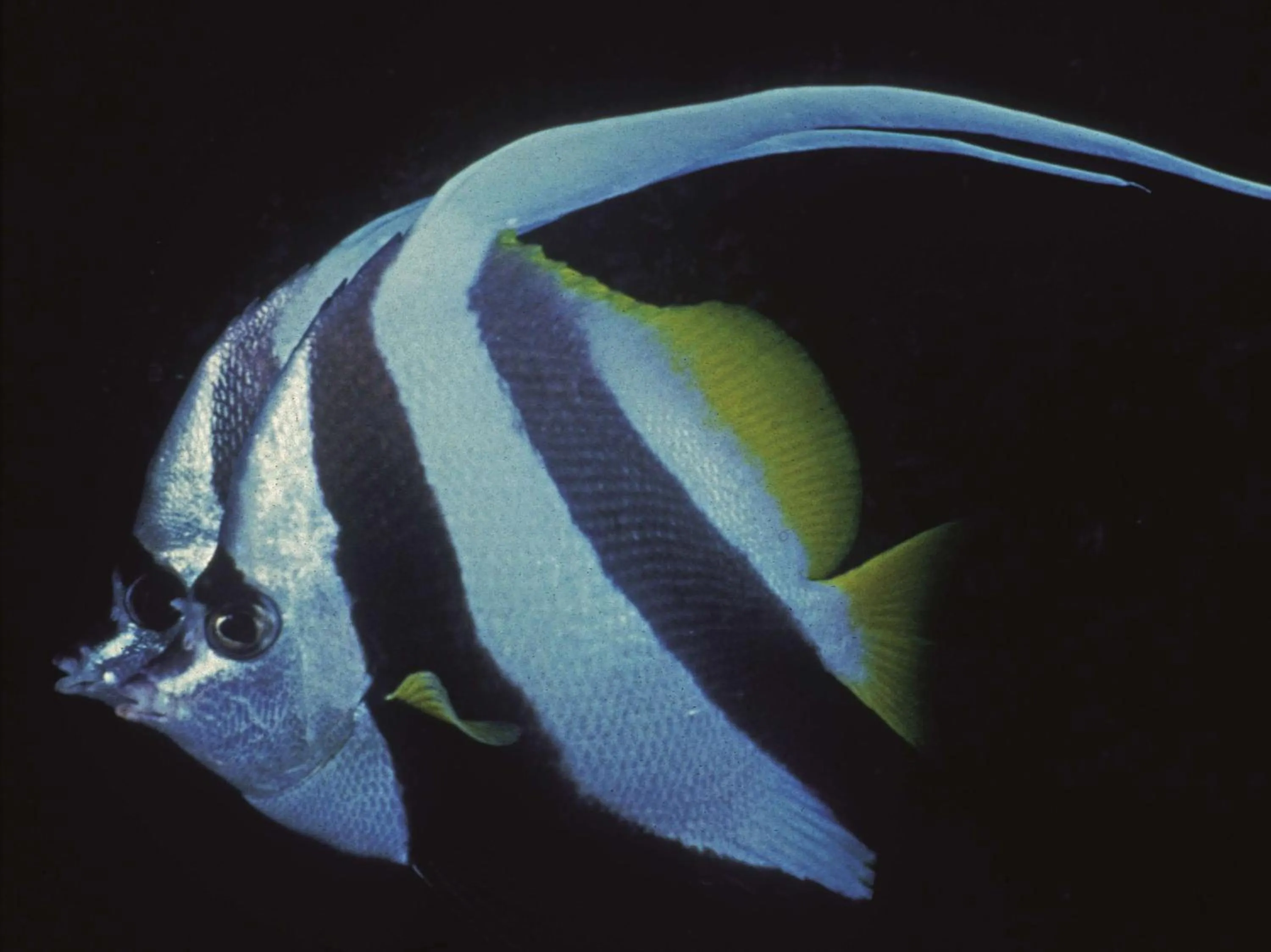 Other in Radisson Blu Resort El Quseir