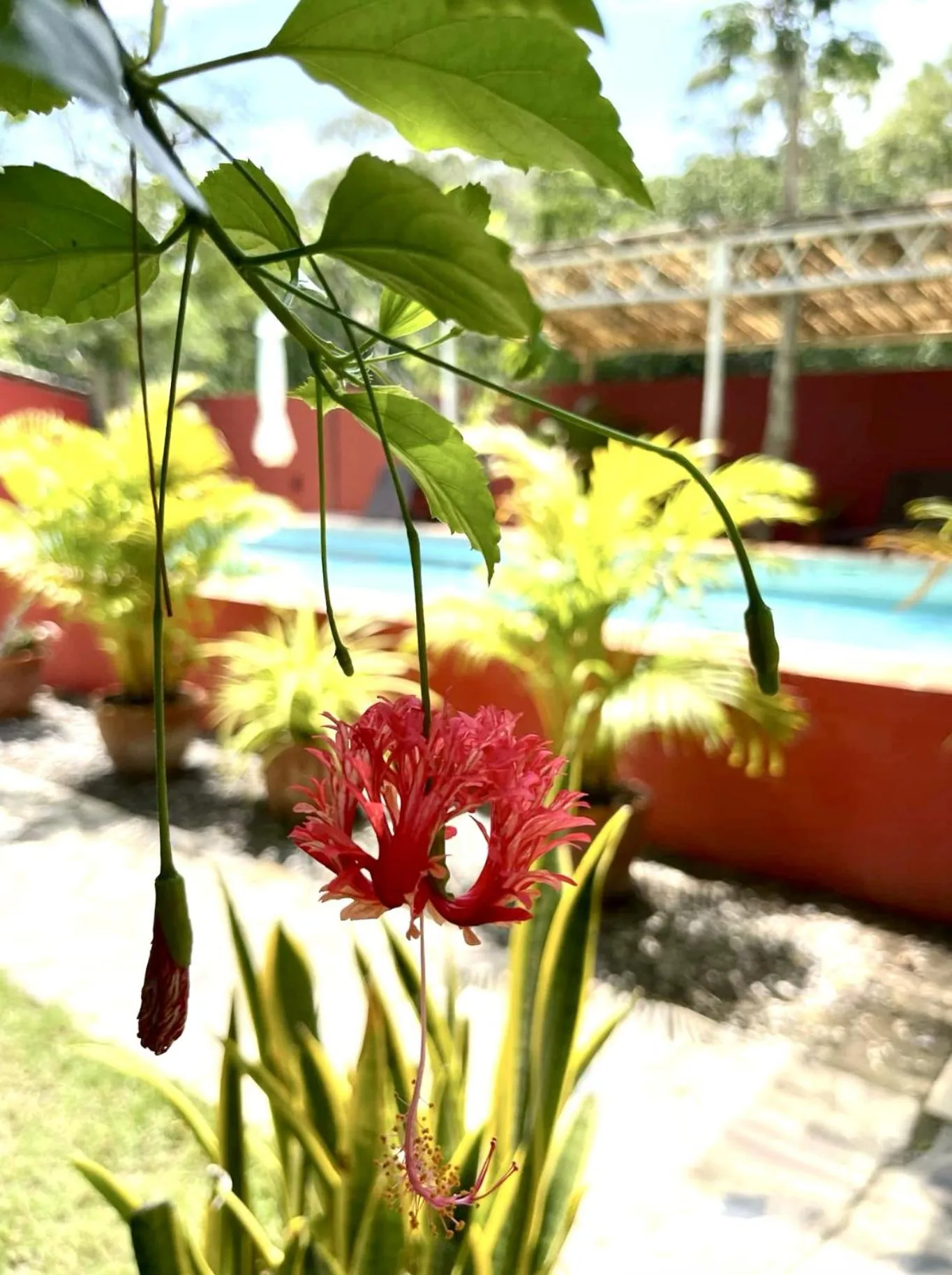 Garden in SeaEsta Beach