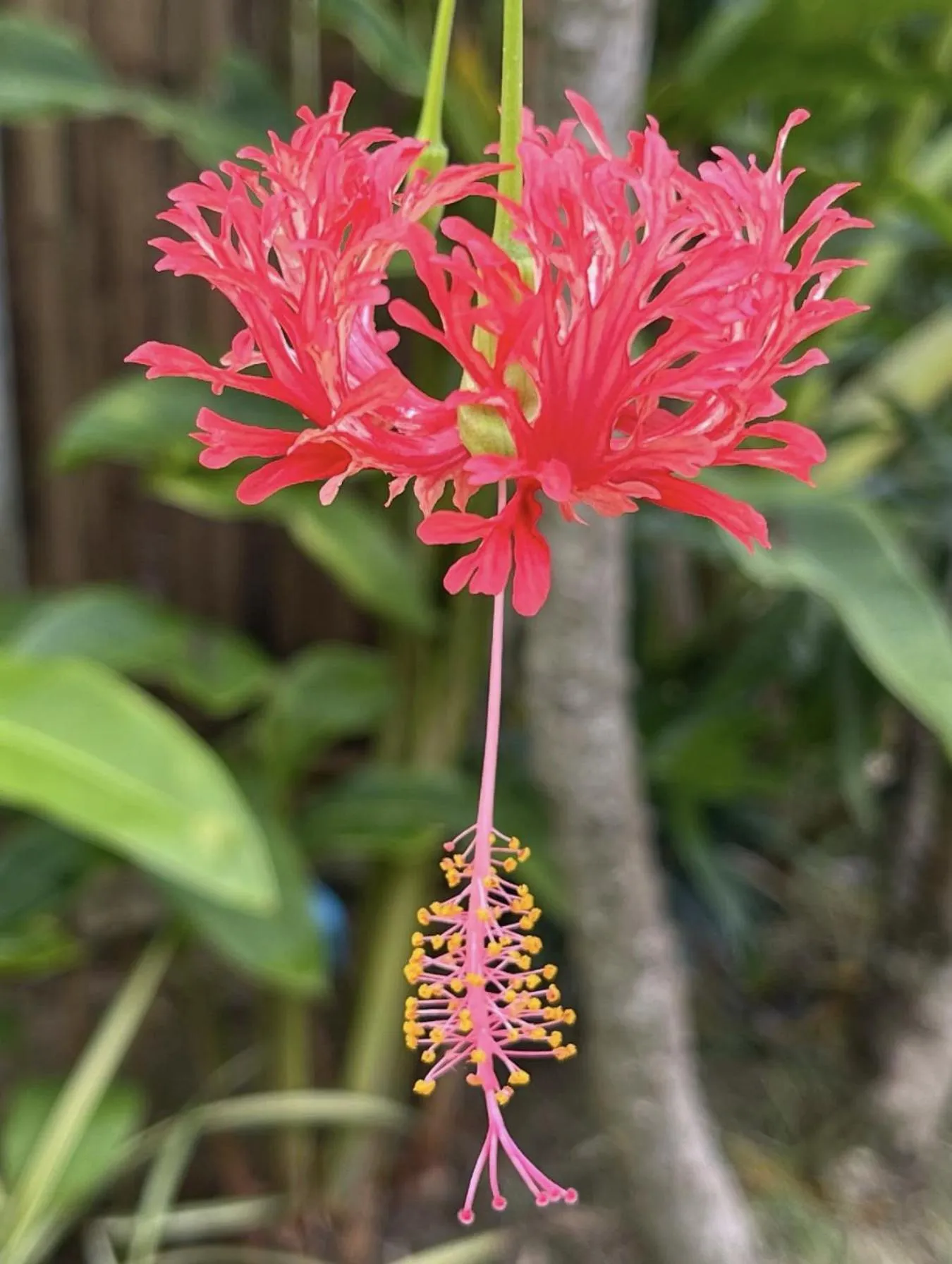 Garden in SeaEsta Beach