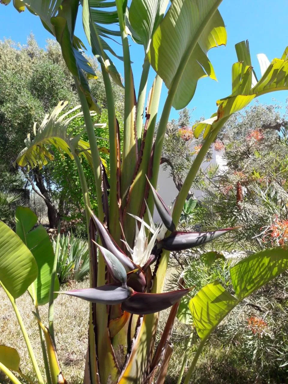 Garden in Finca Roca Vista, adults only