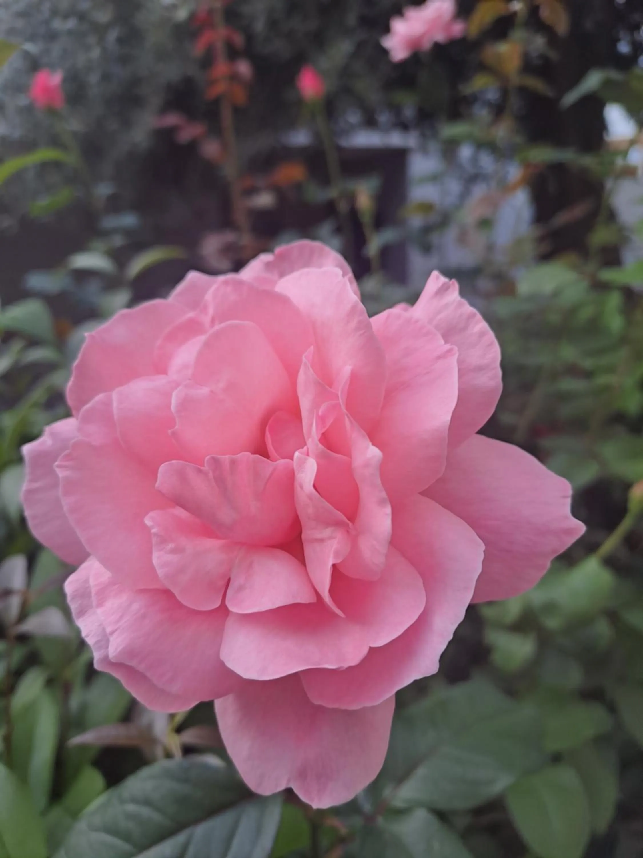 Garden in Kronos Hotel
