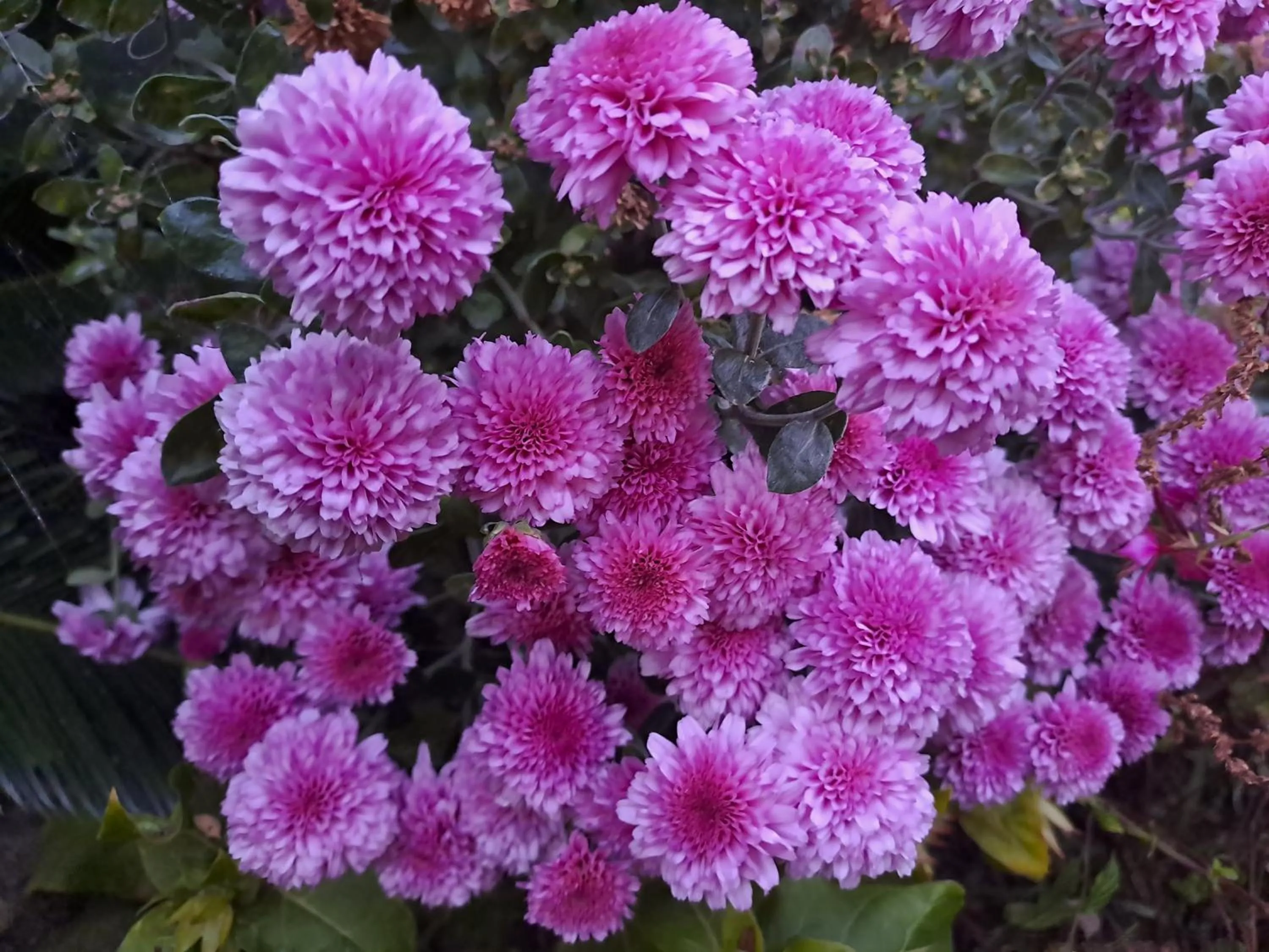 Garden in Kronos Hotel