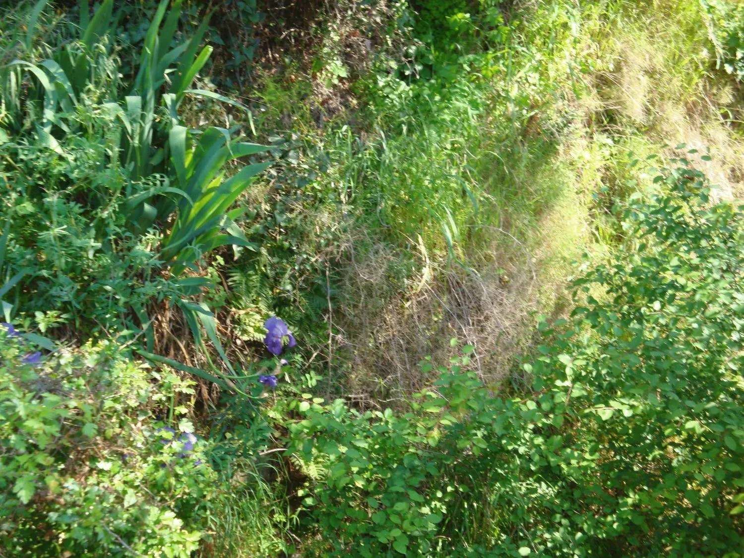 Garden in Hotel Arago