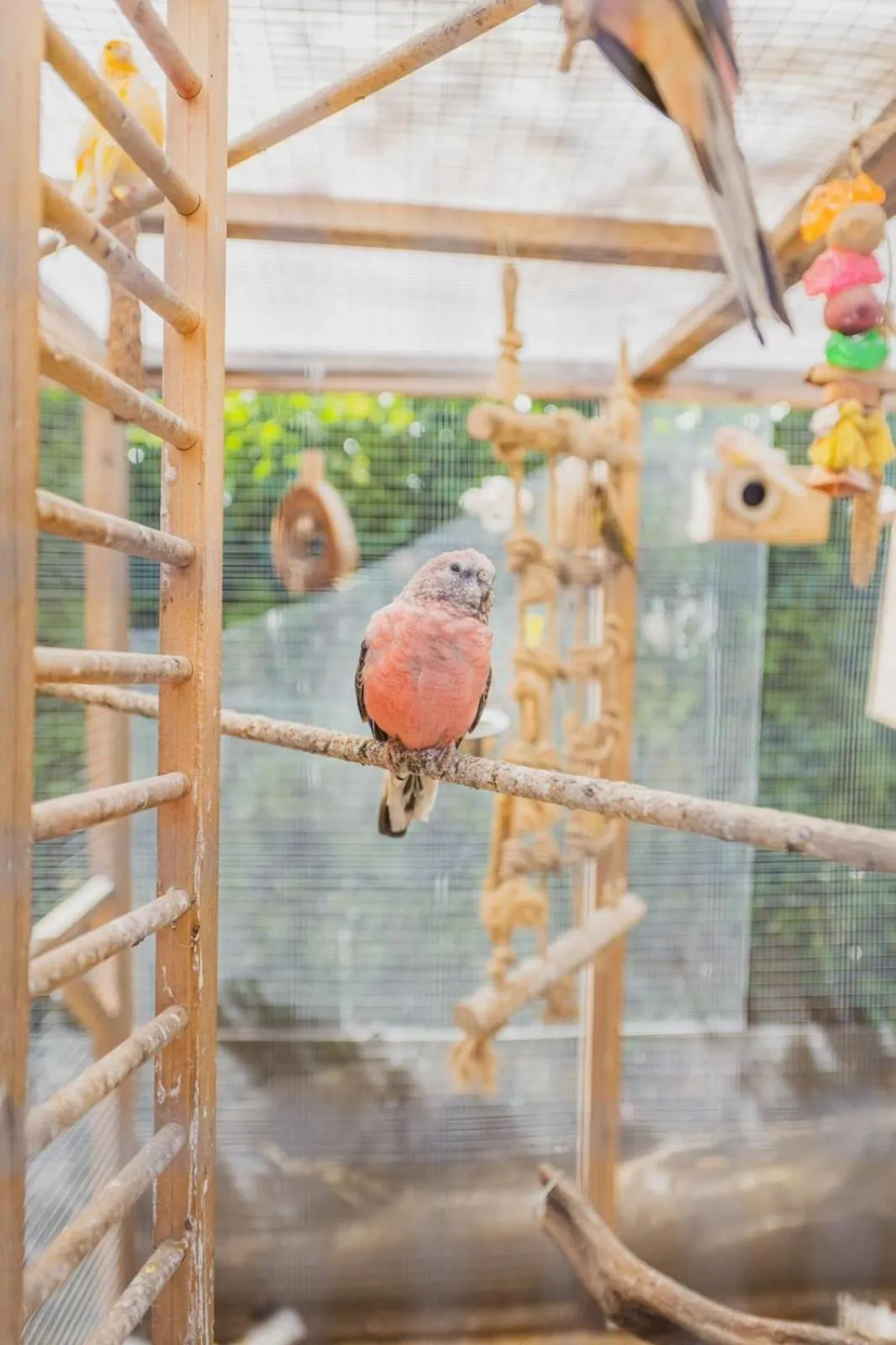 Animals in The Stag Hotel, Restaurant and Bar