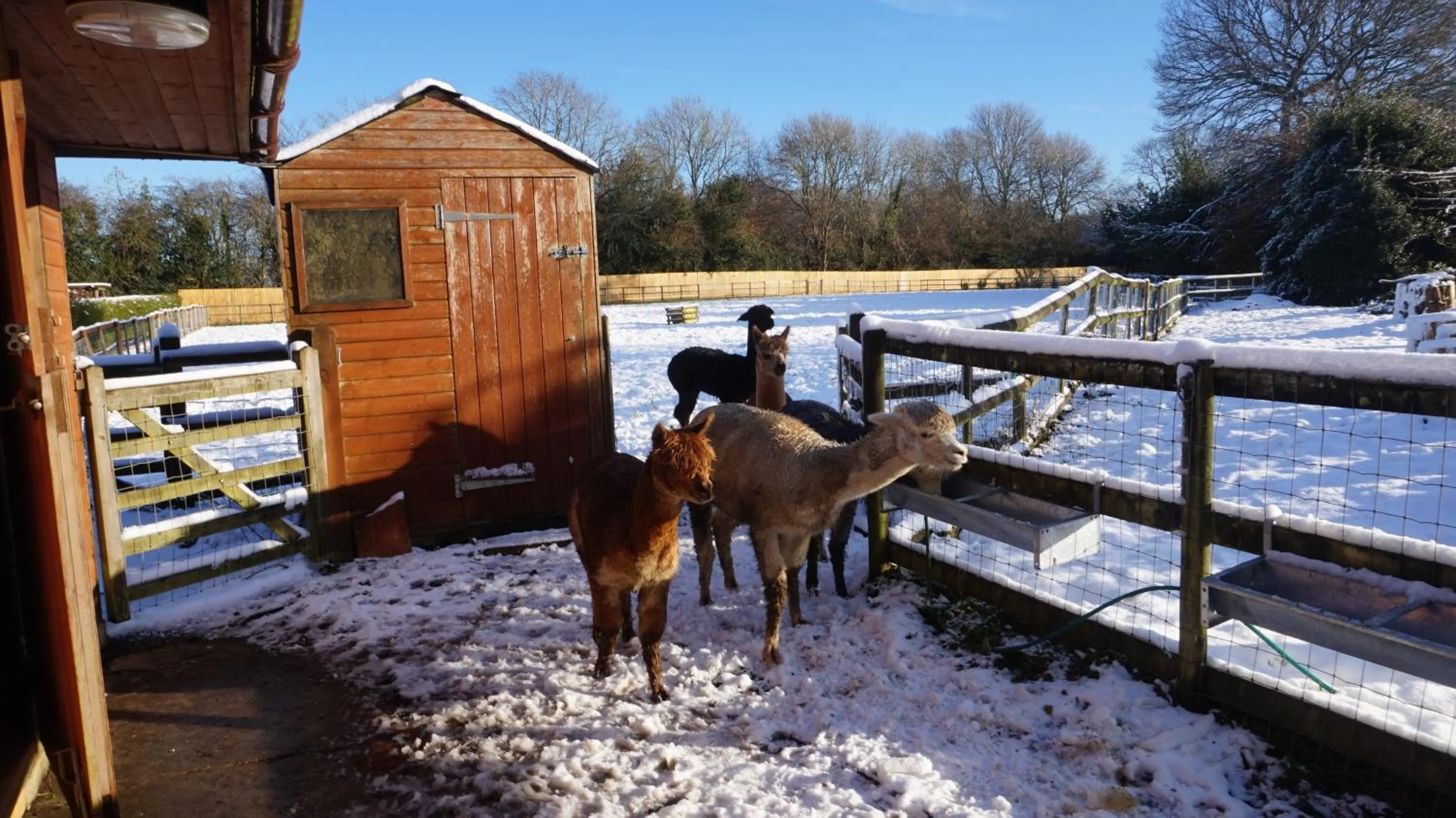 Pets in The Secret Cottage & Hideaway Caravan