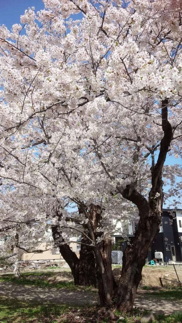 Nearby landmark in Kakunodate Guesthouse Fuga