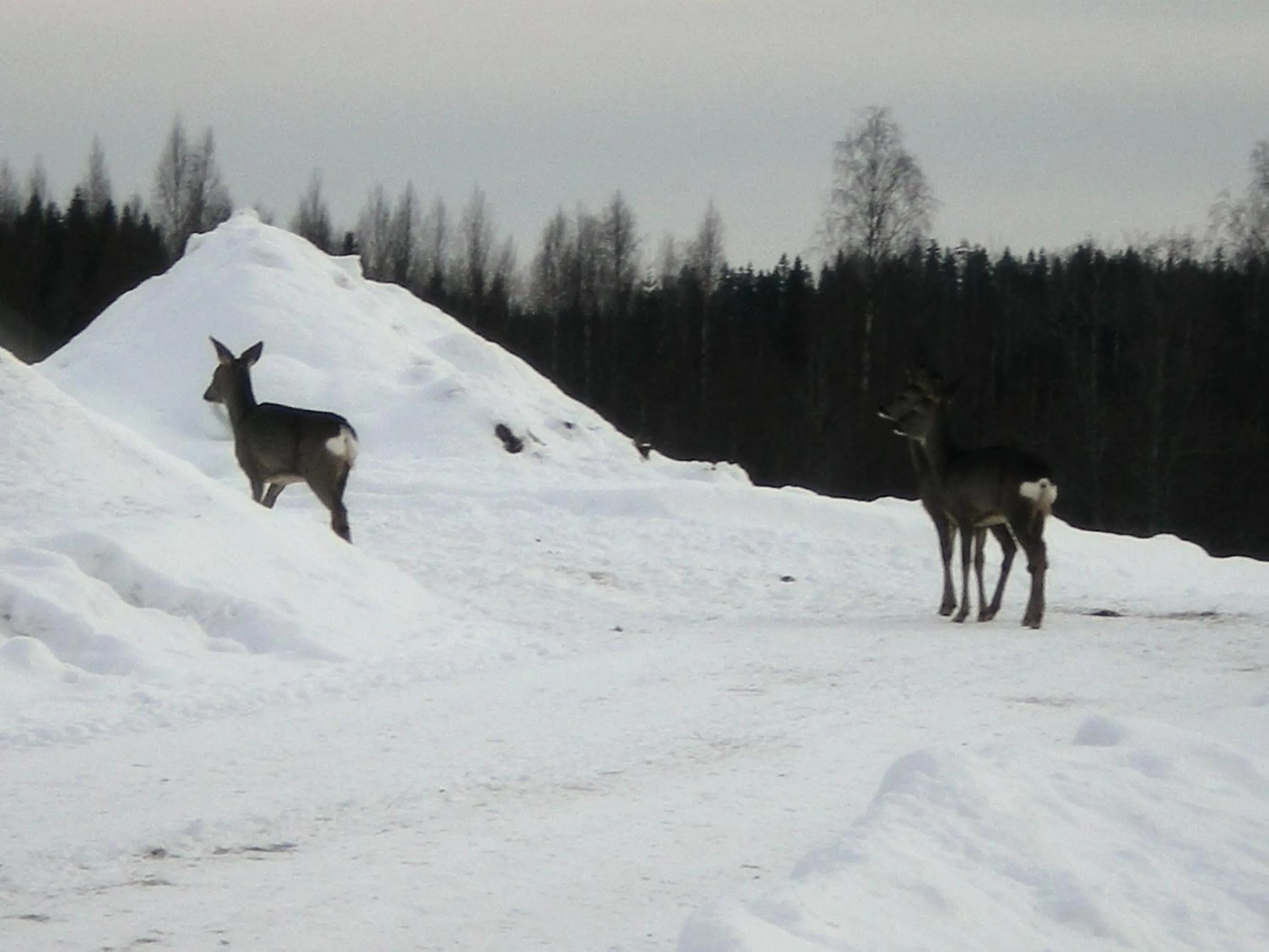 Neighbourhood in Lomakoivulehto