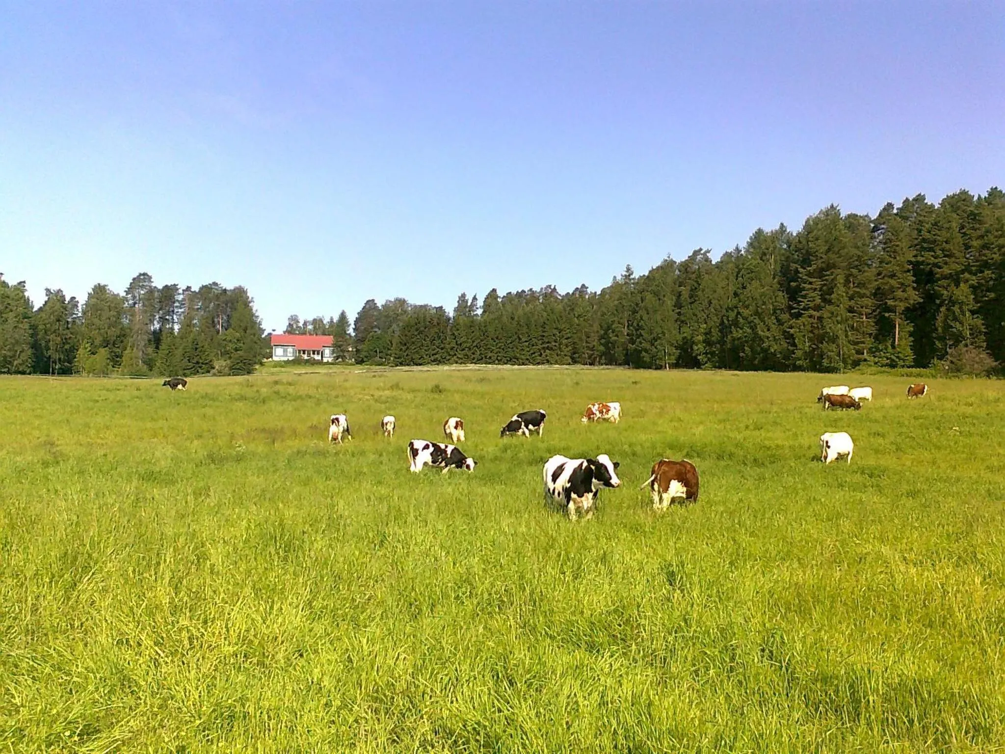 Neighbourhood in Lomakoivulehto