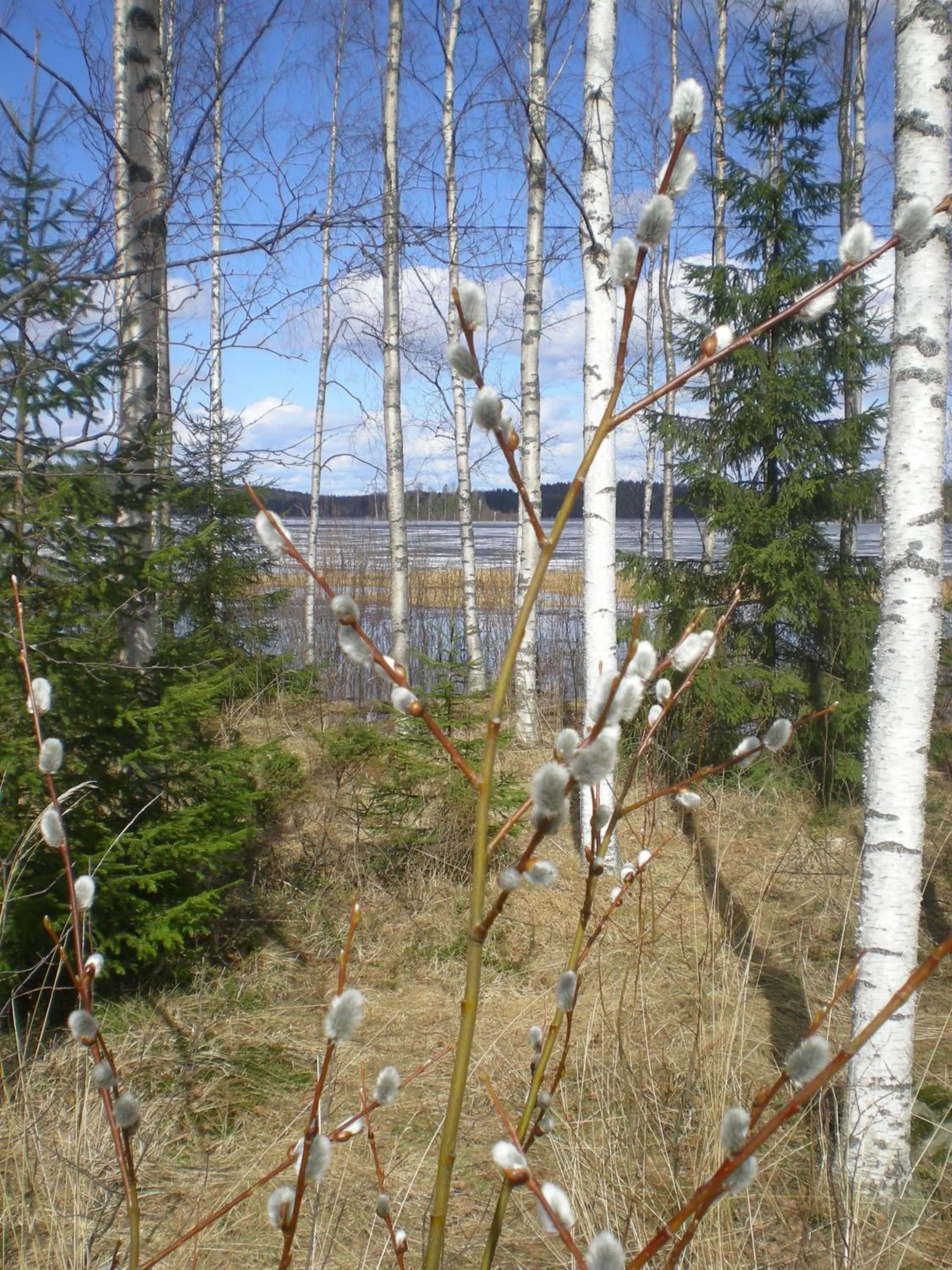 Spring in Lomakoivulehto