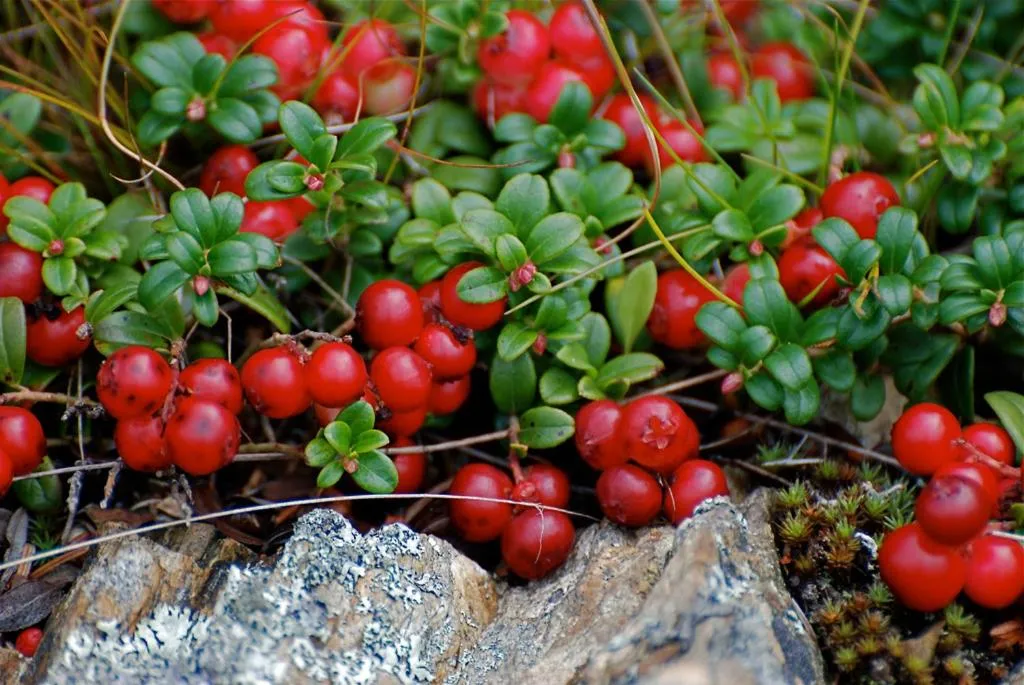 Hiking in Lomakoivulehto