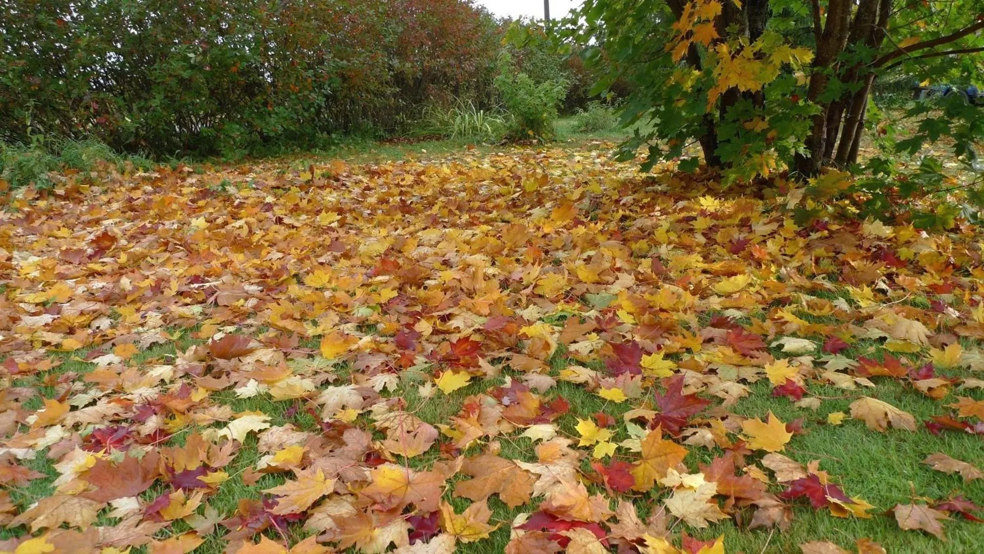 Autumn in Lomakoivulehto
