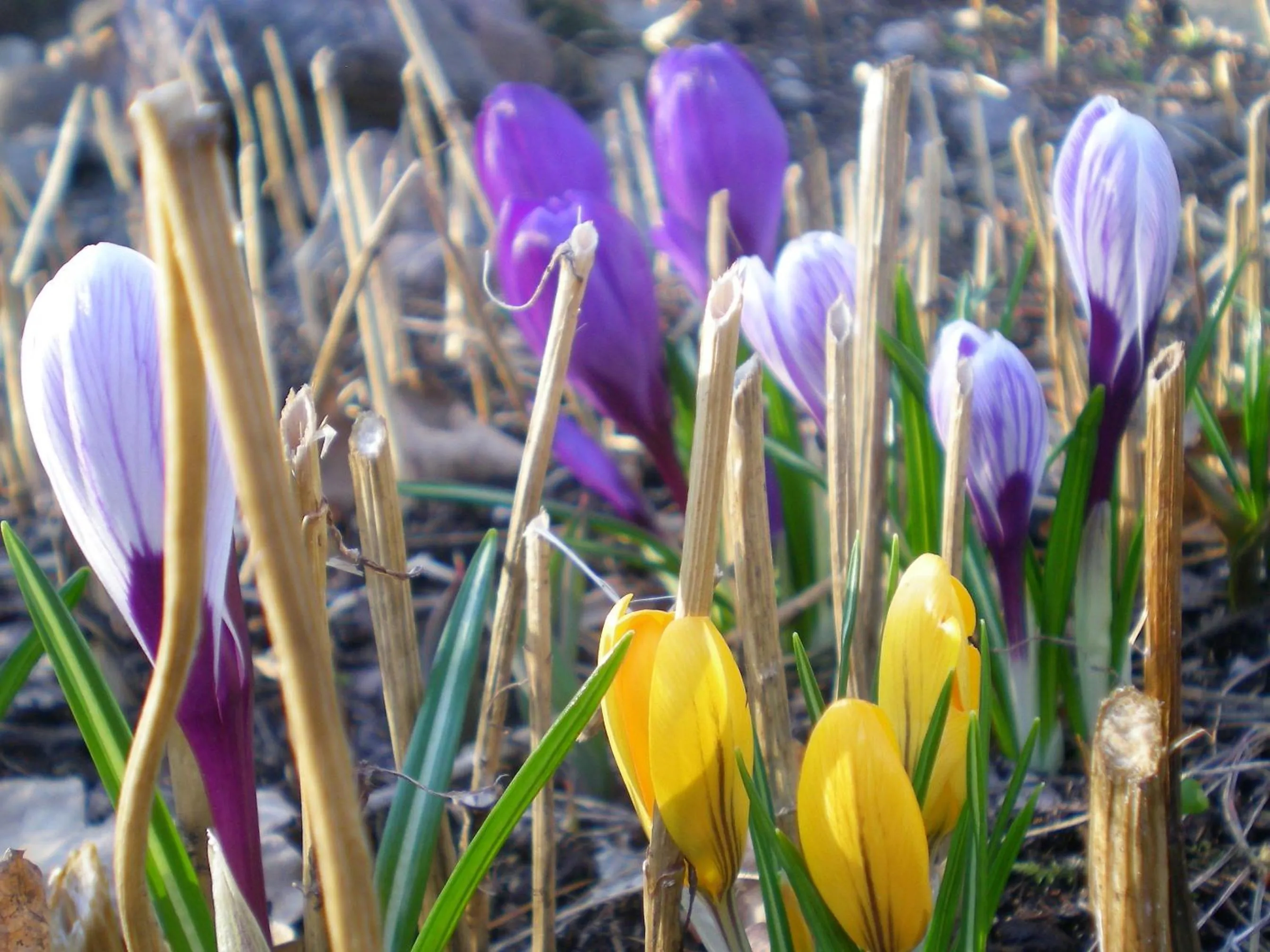 Spring in Lomakoivulehto