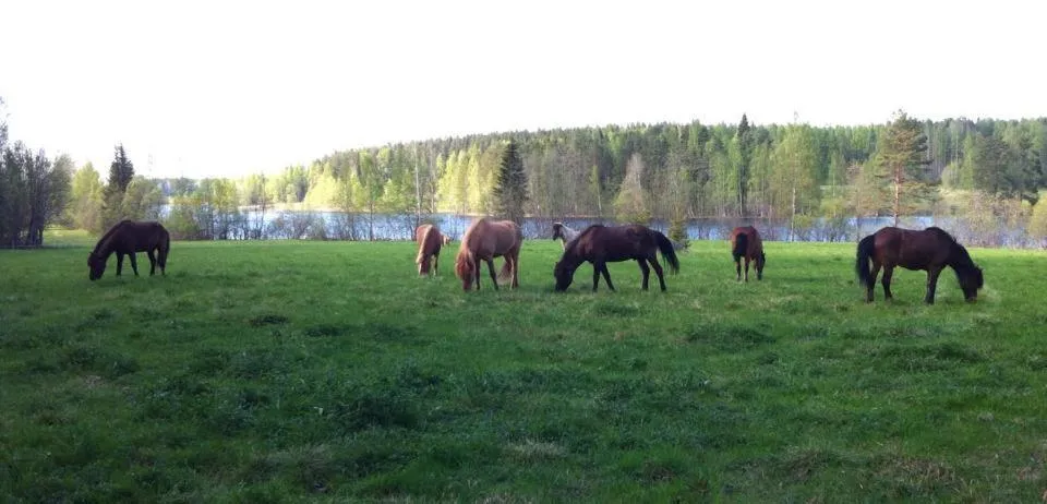 Spring in Lomakoivulehto