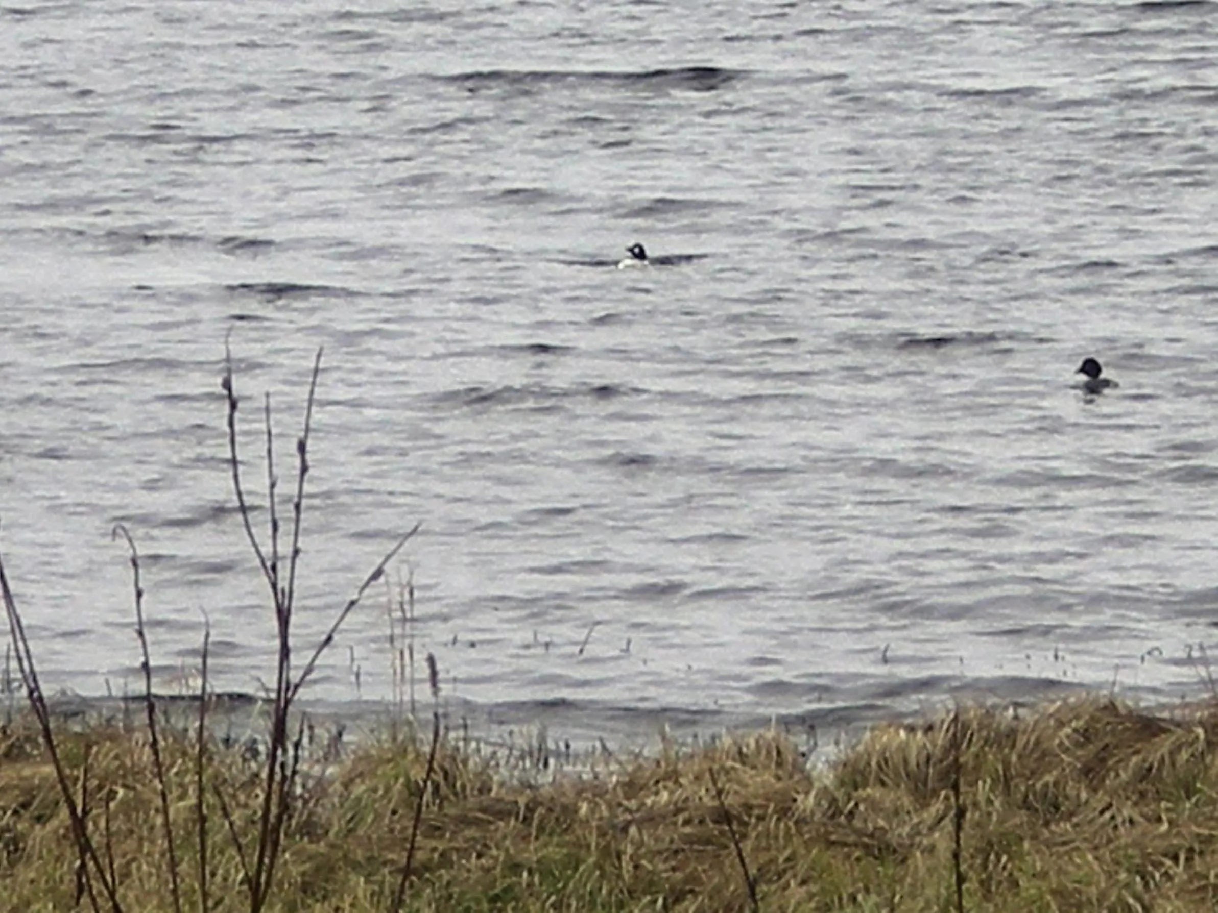 Spring in Lomakoivulehto