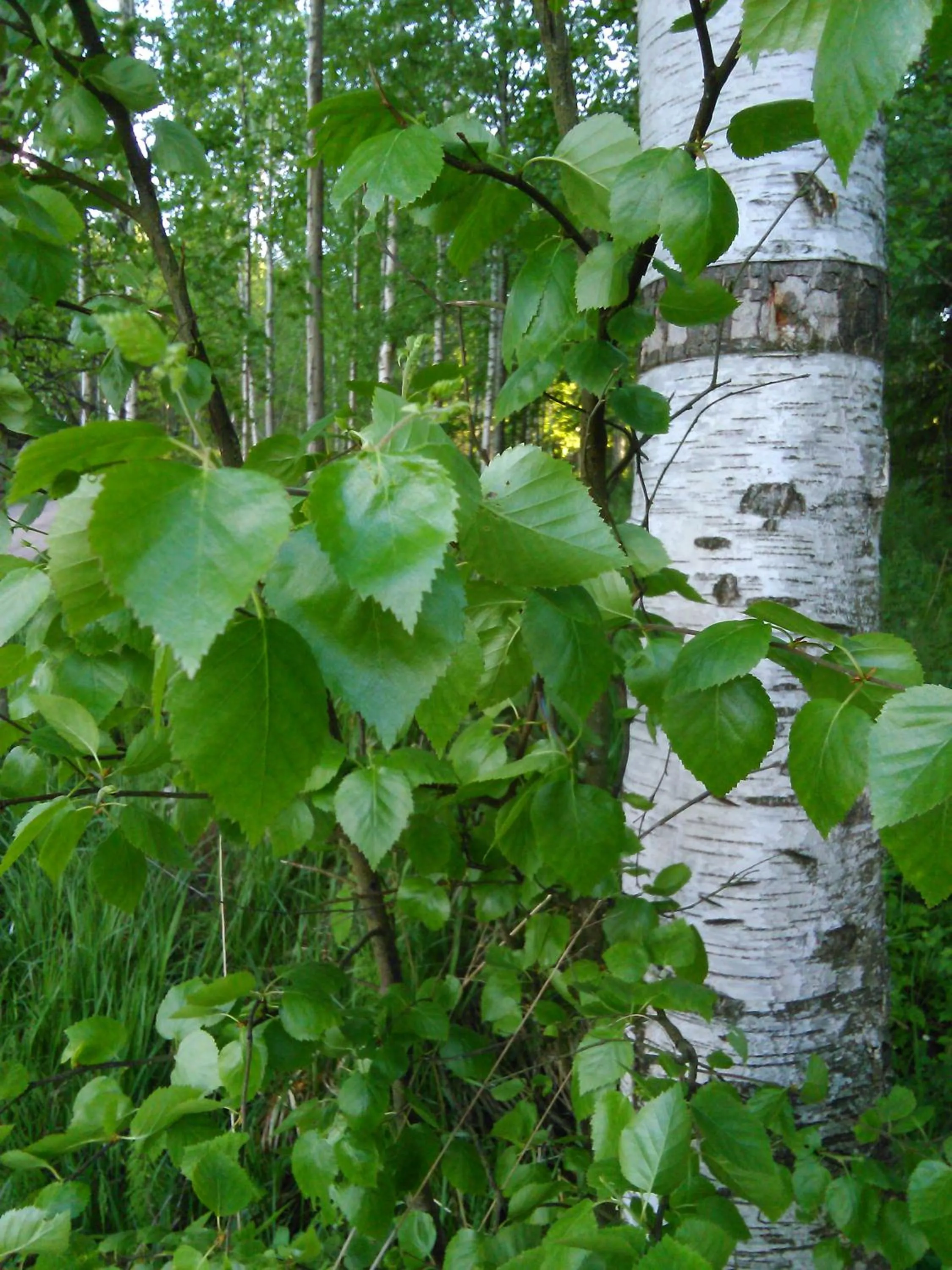 Spring in Lomakoivulehto