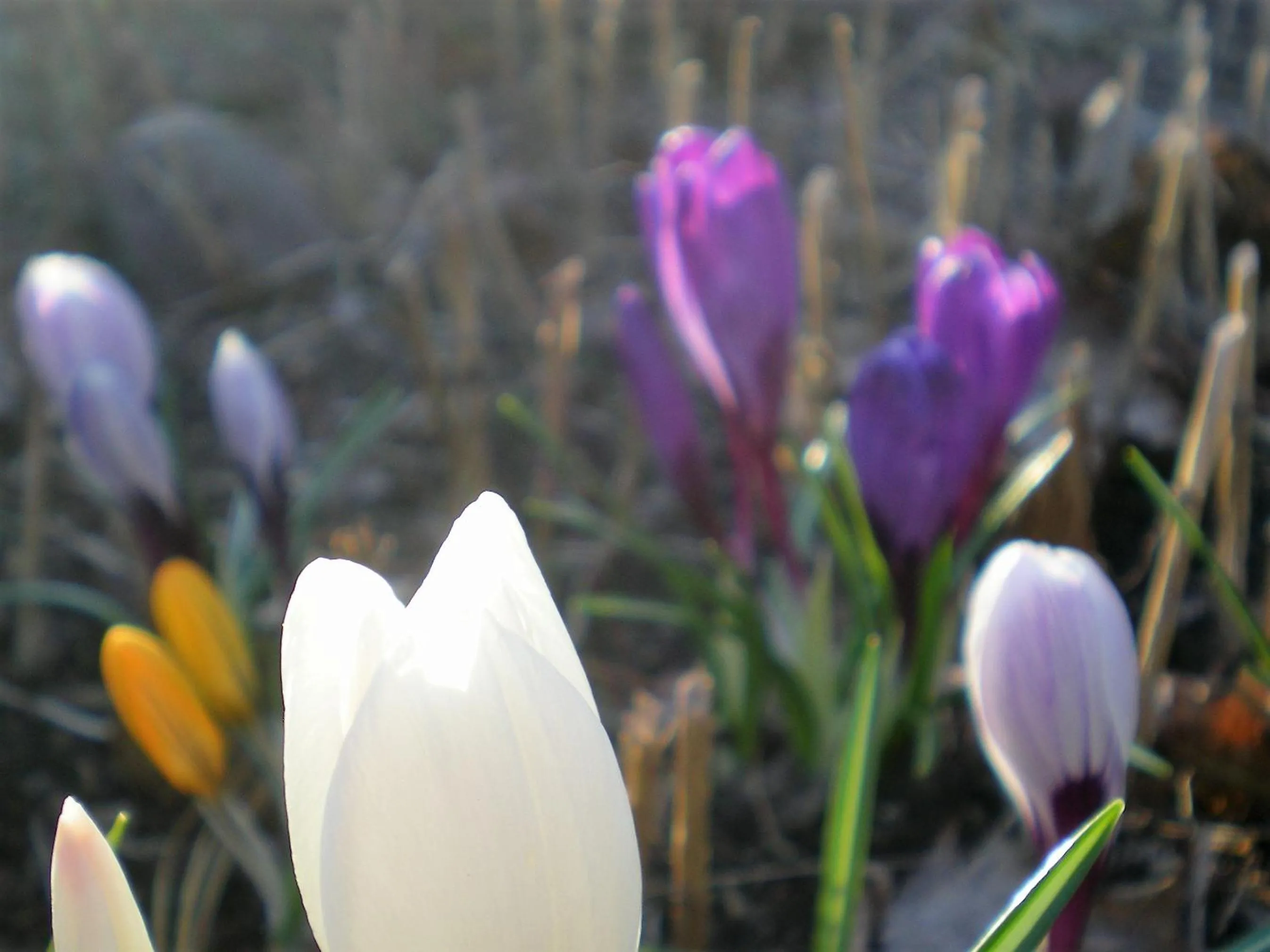 Spring in Lomakoivulehto