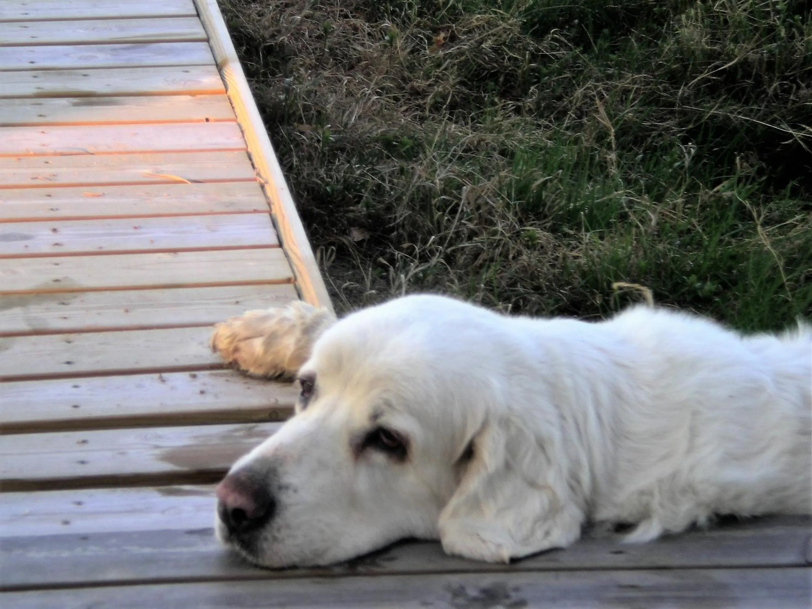 Pets in Lomakoivulehto