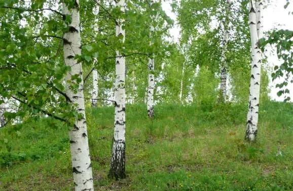 Spring in Lomakoivulehto