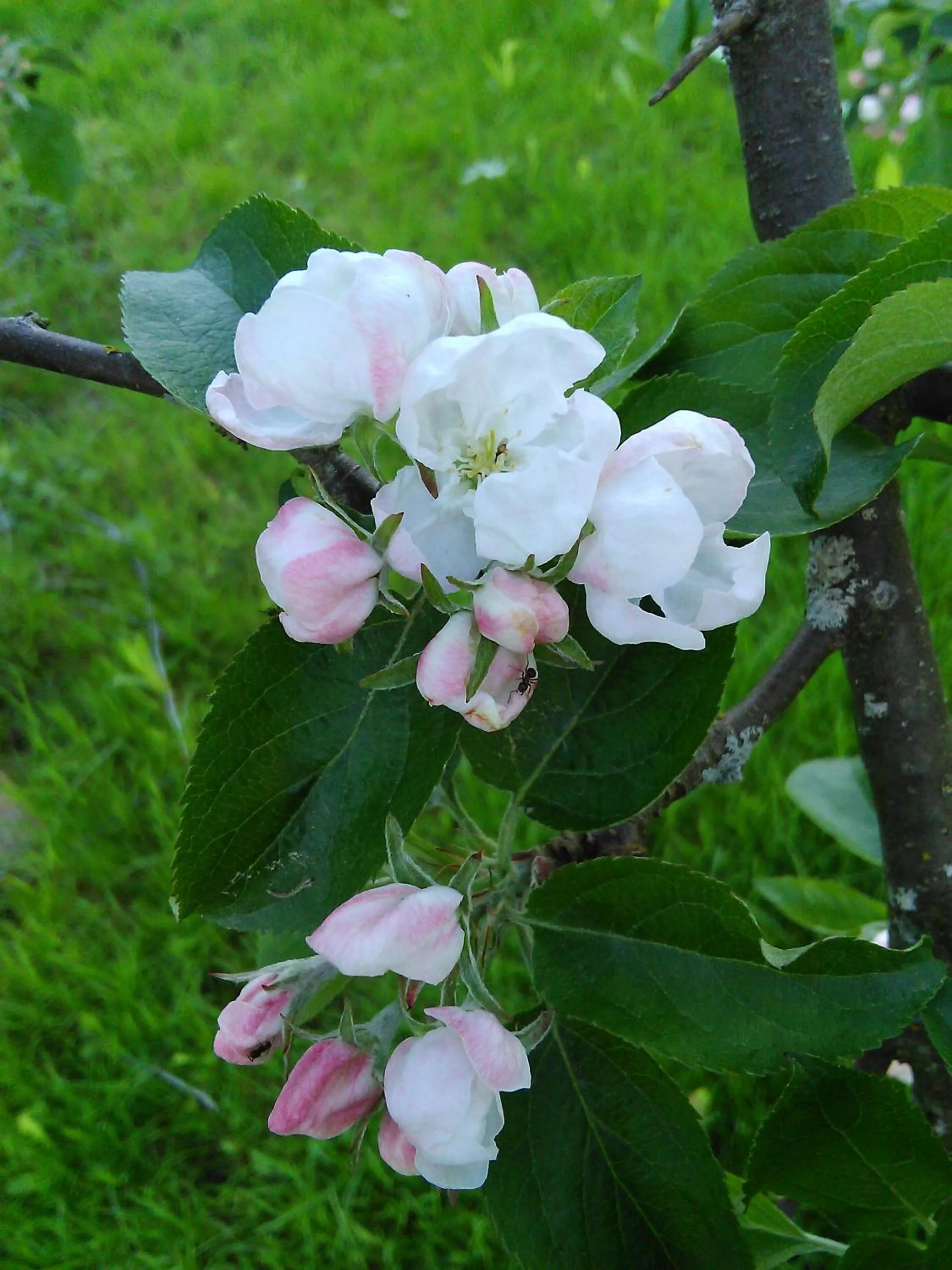 Spring in Lomakoivulehto