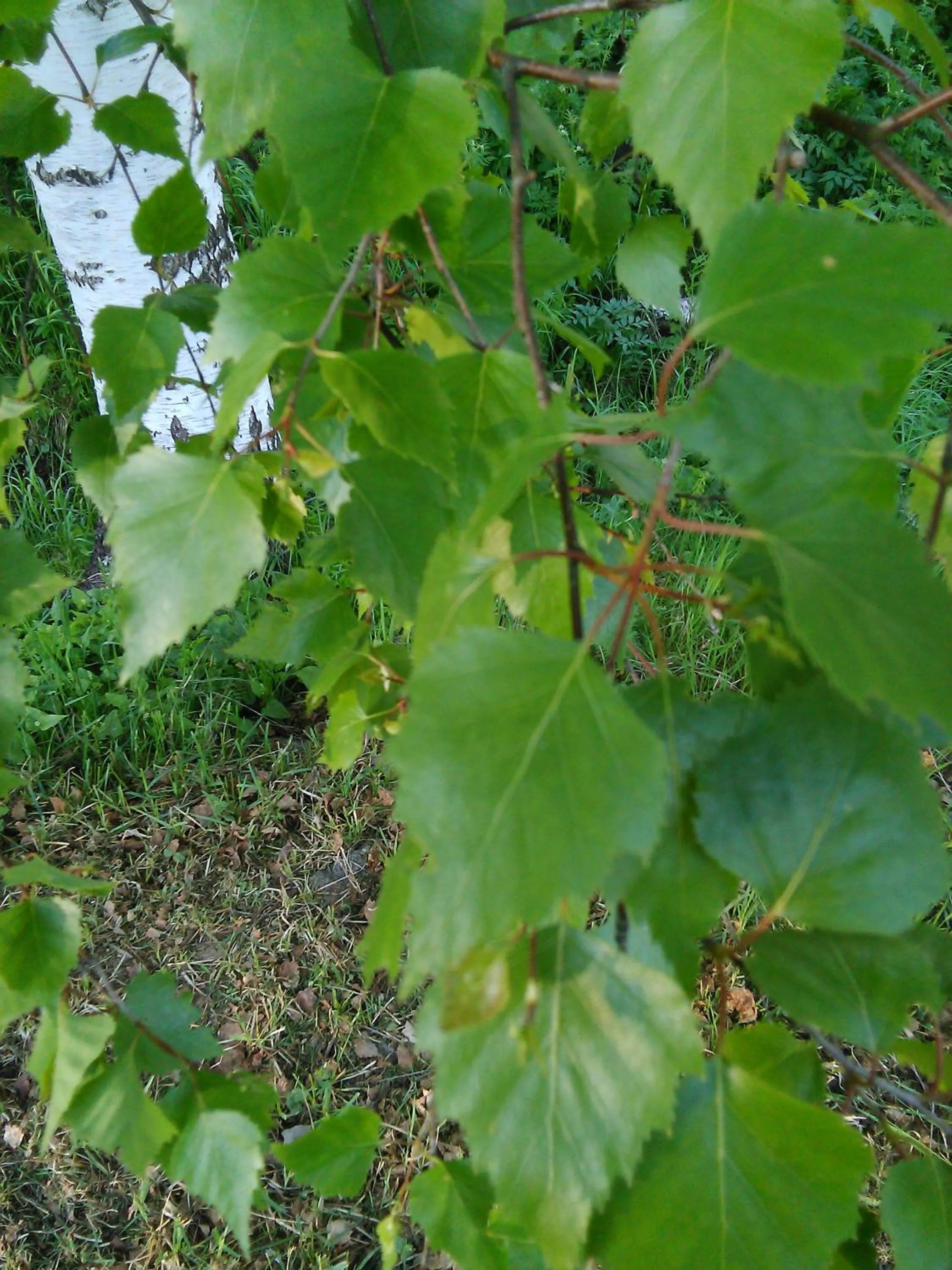 Spring in Lomakoivulehto