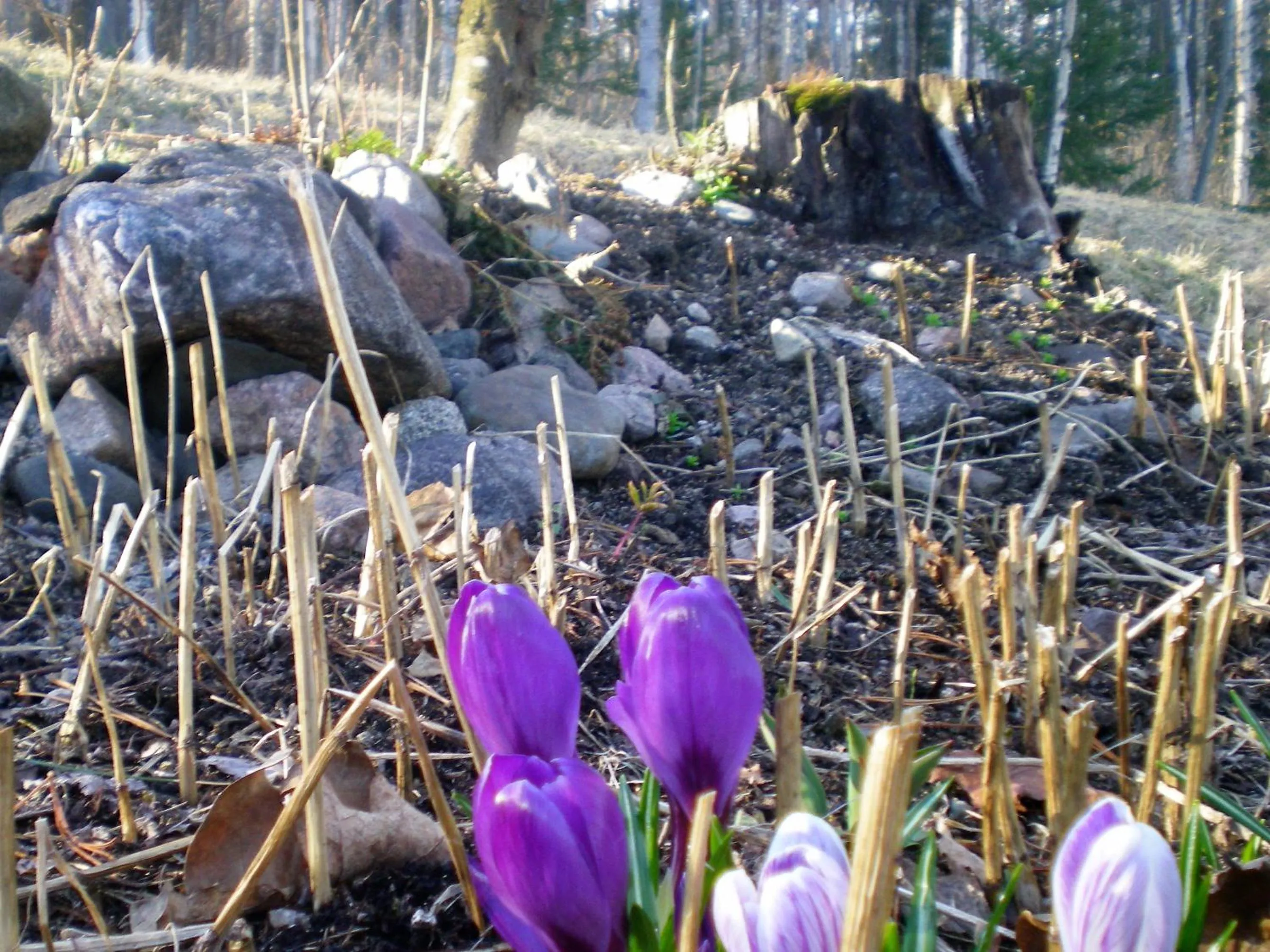 Spring in Lomakoivulehto