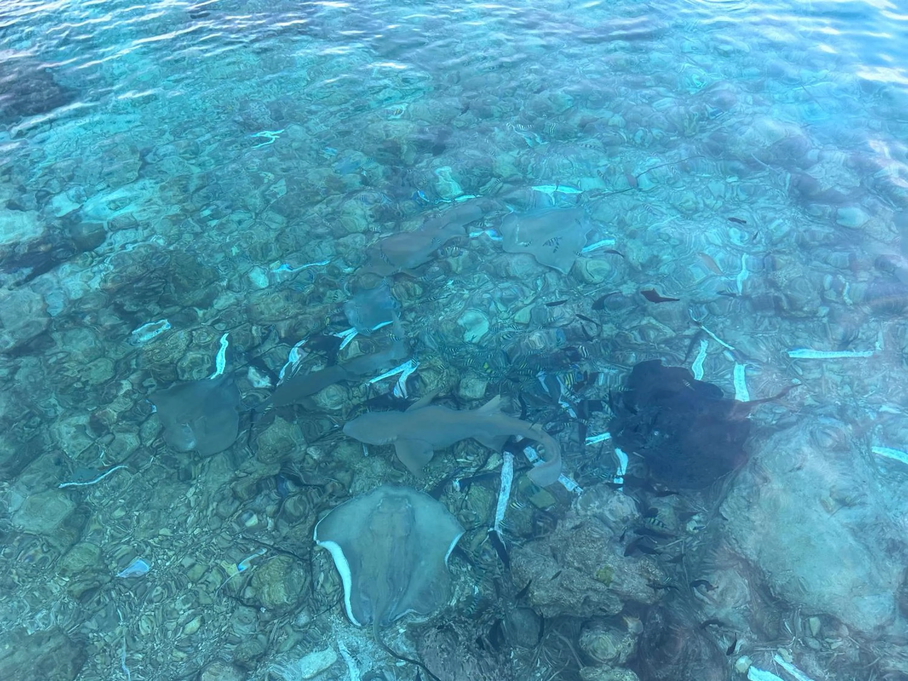 Activities in Beach Veli