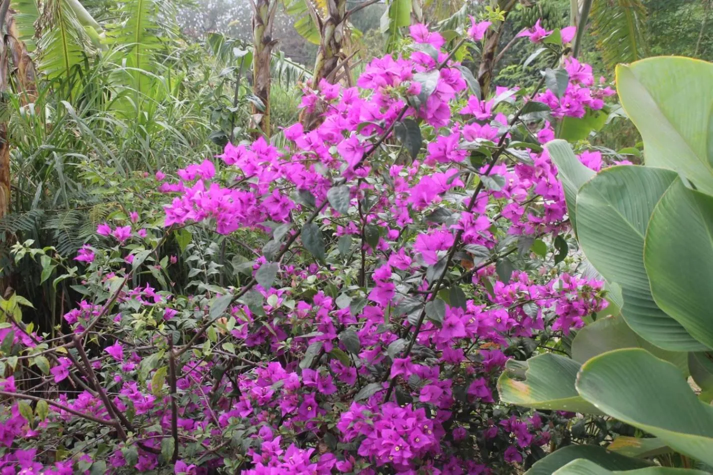 Garden view in Joglo Exotico