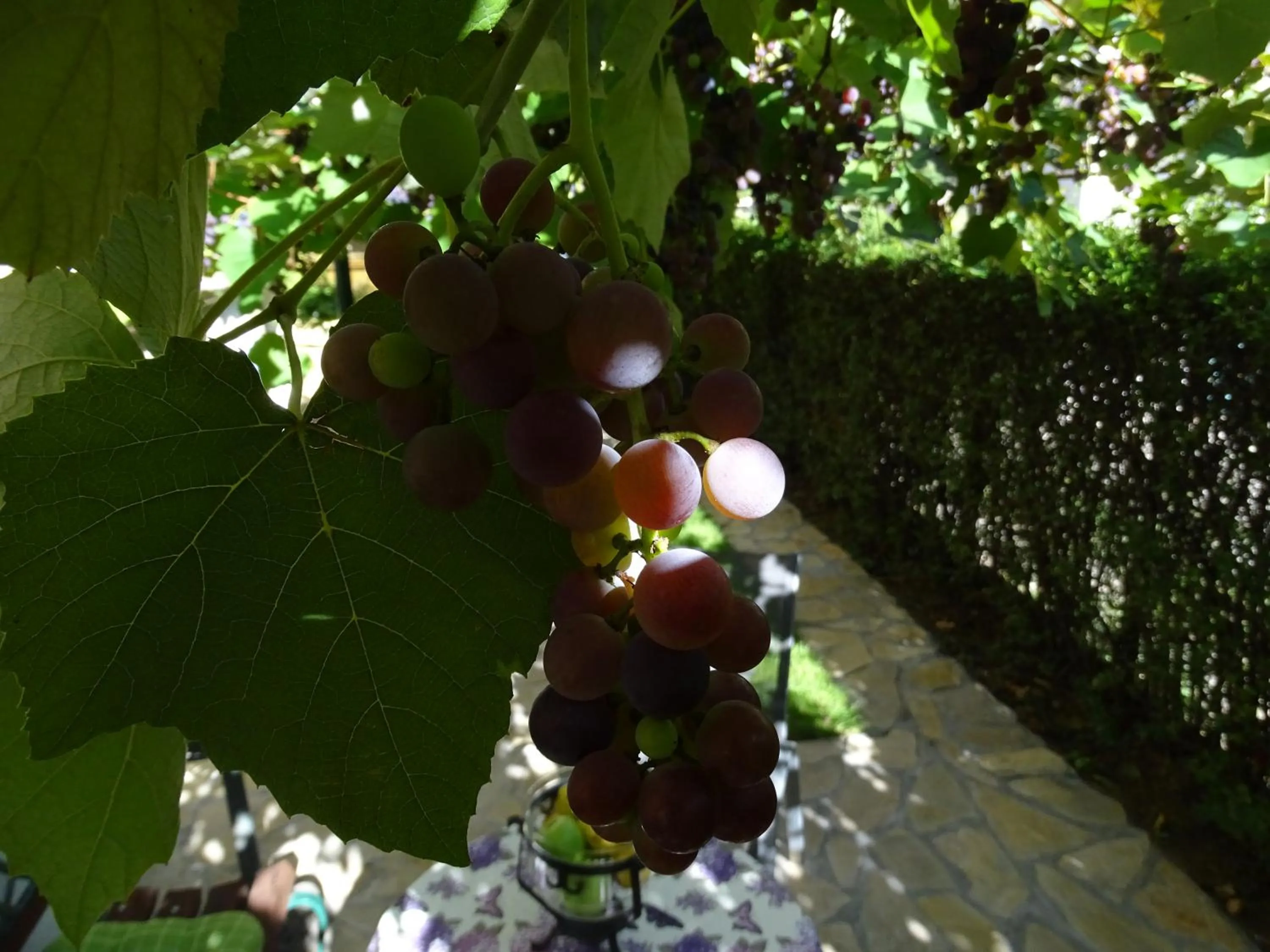 Summer in Meda Apartment