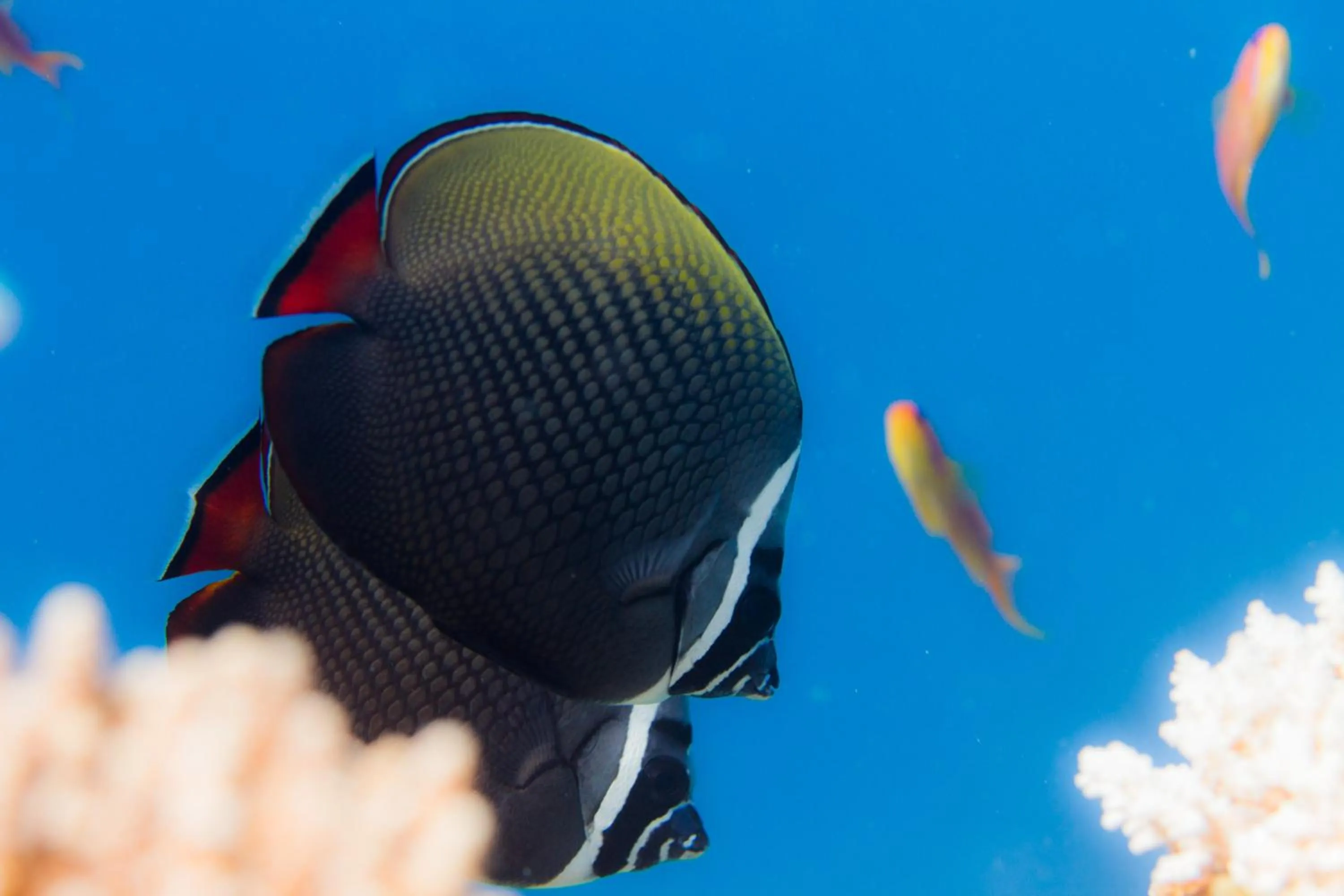Snorkeling in Dhawa Ihuru, part of Banyan Group