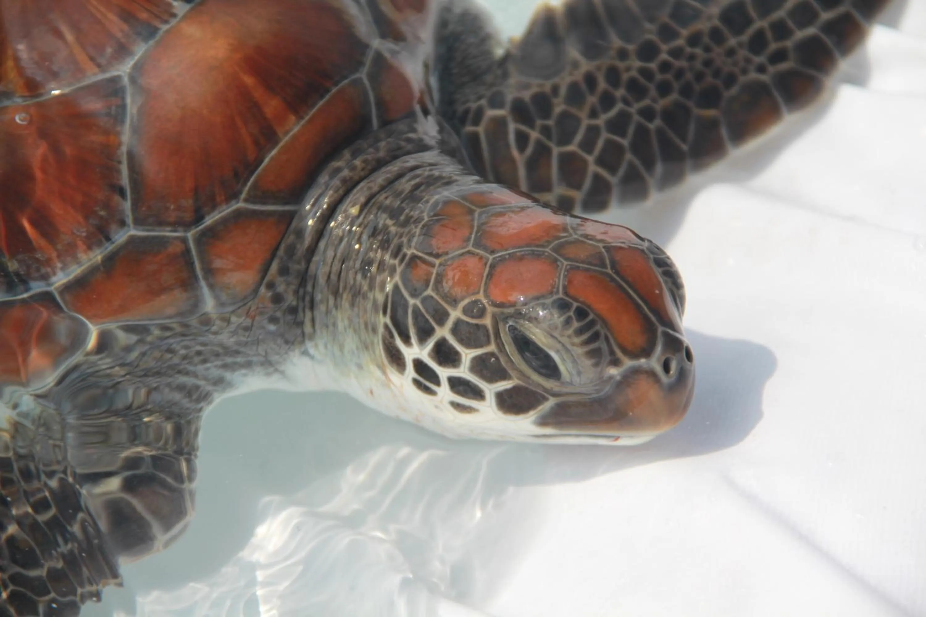Snorkeling in Dhawa Ihuru, part of Banyan Group