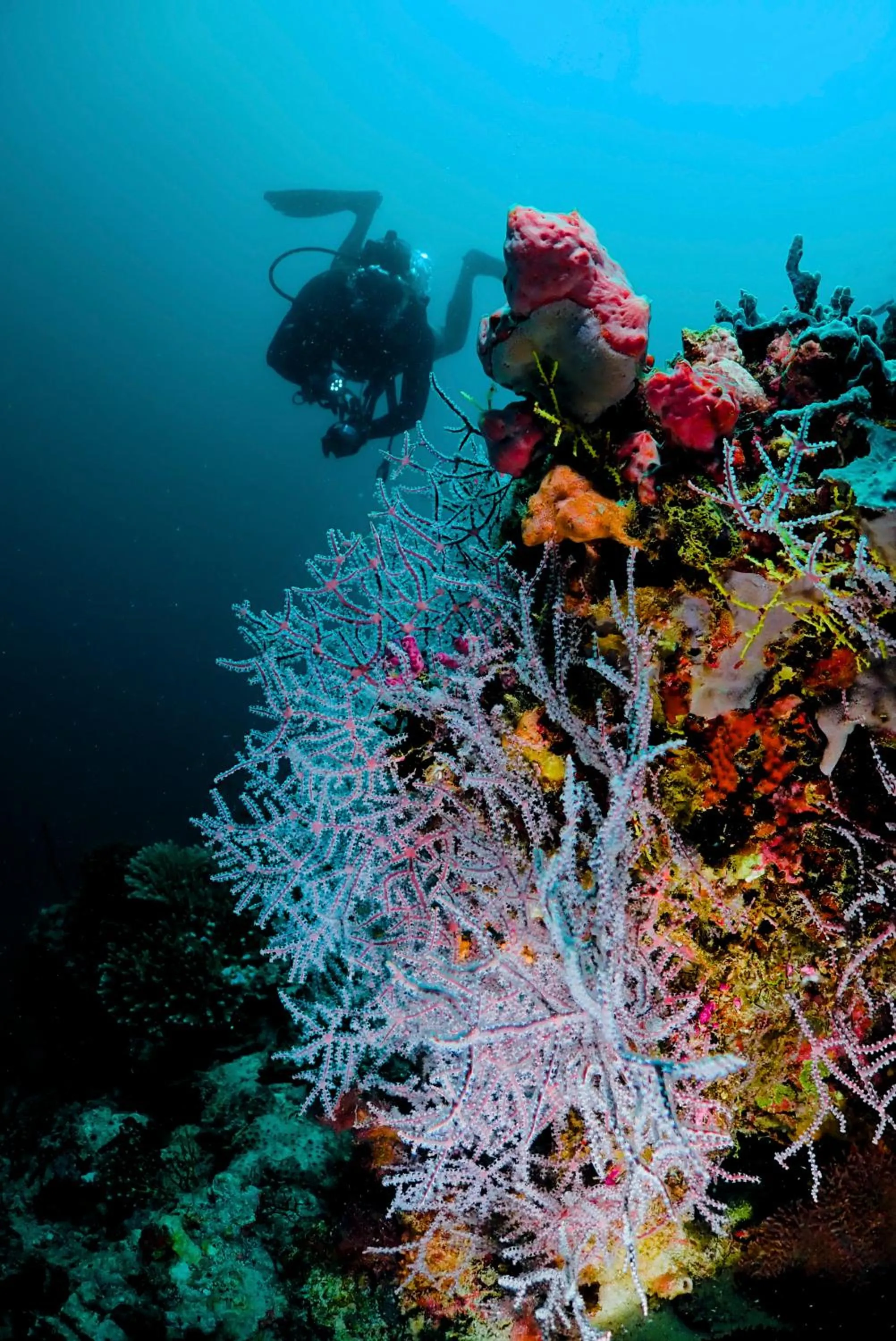 Diving in Angsana Velavaru - Enjoy 20 percent off Return Seaplane for Two guests on stays of 4 nights or more between 1 March to 23 December 2026