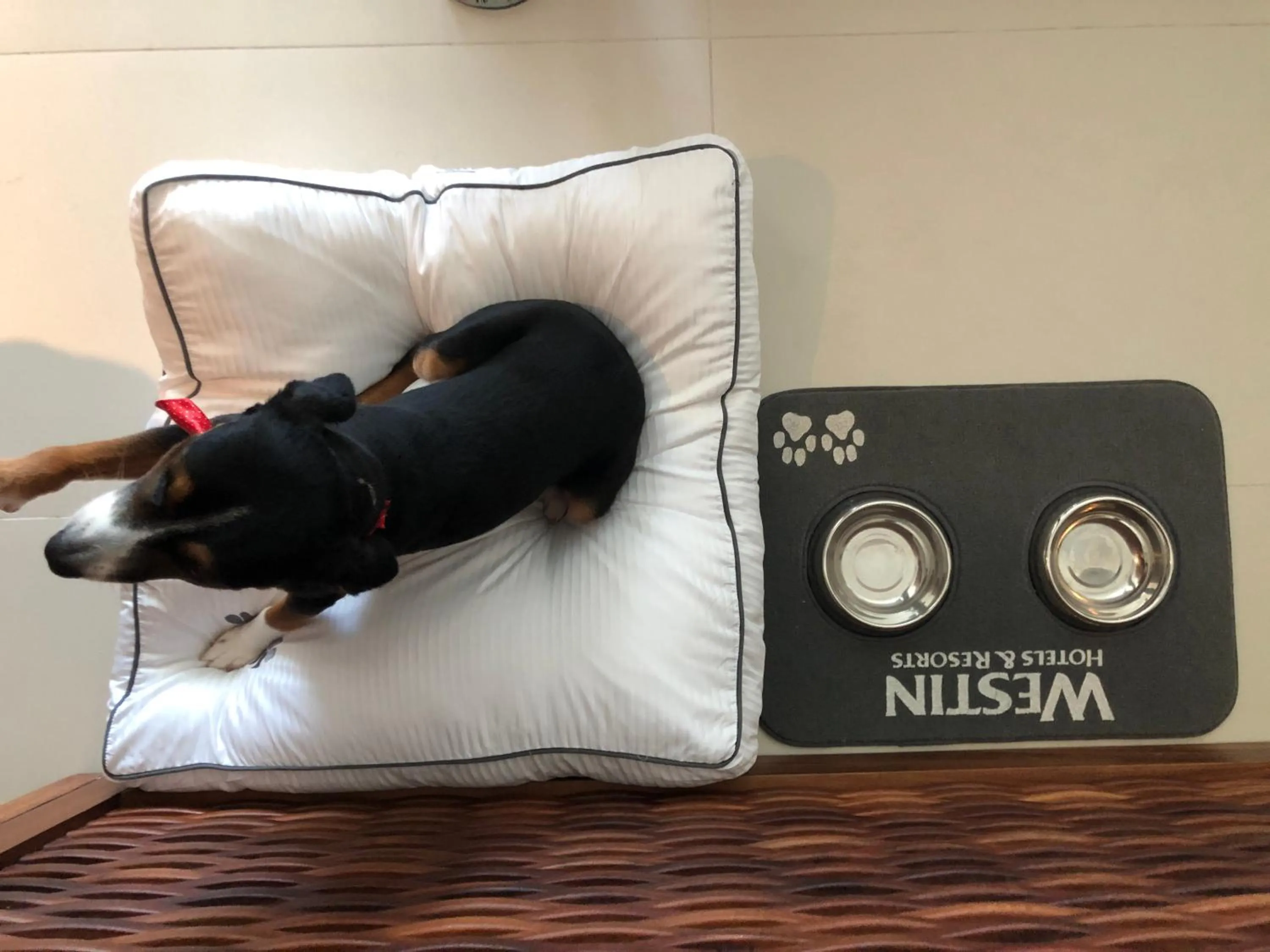 Pets in The Westin Cozumel