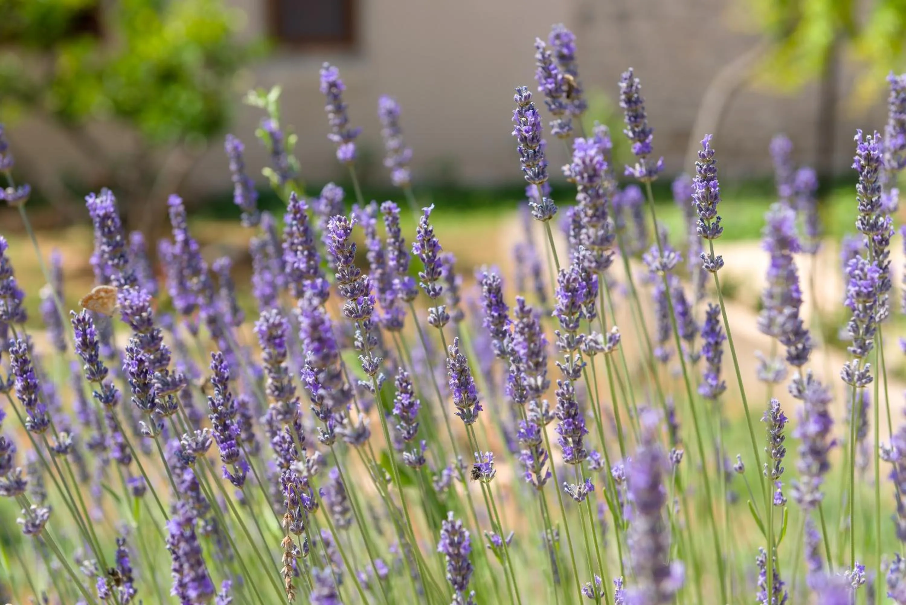 Natural landscape in B&B Aurora
