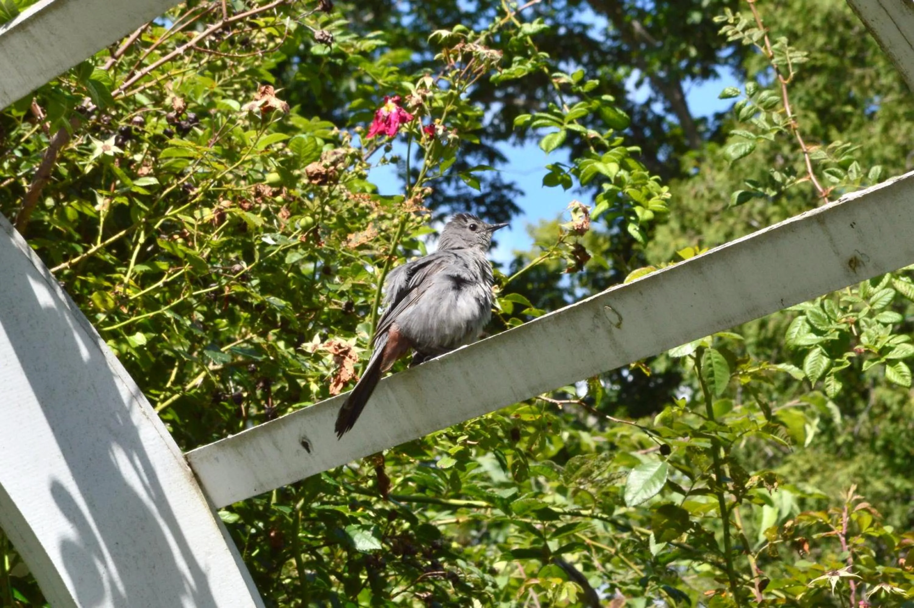 Day in The Brewster Inn