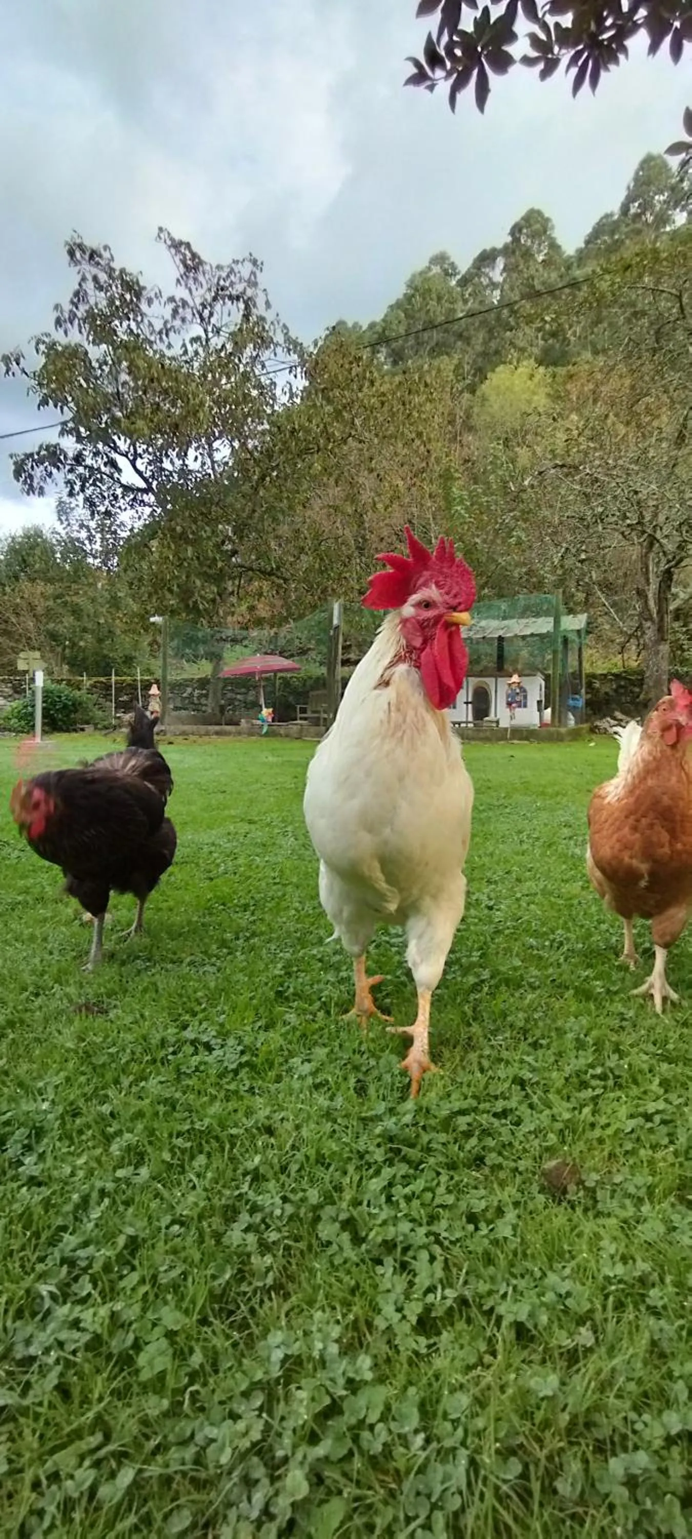 Bajo Los Tilos