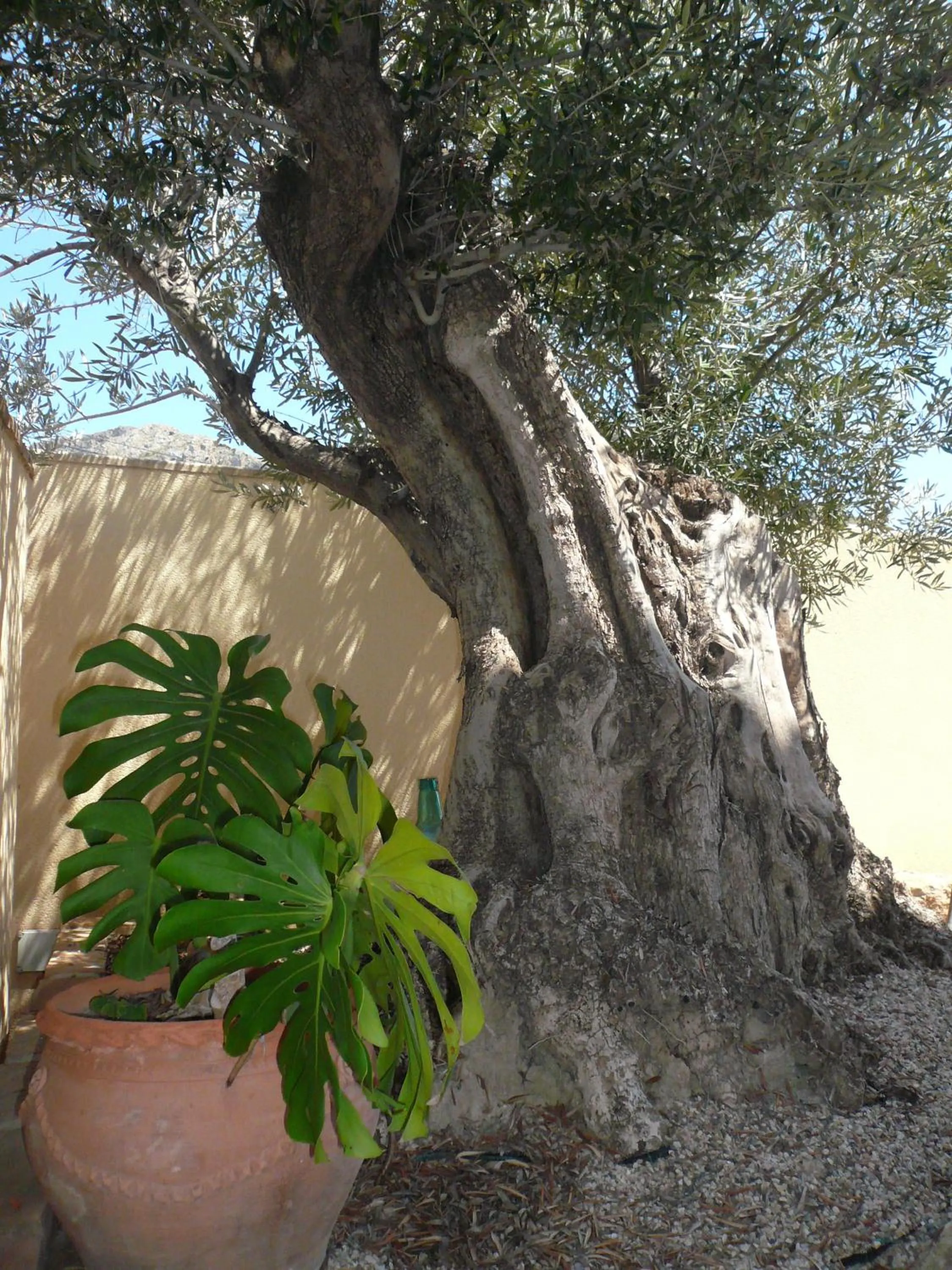 Garden in Hotel Mayarí Boutique Hotel