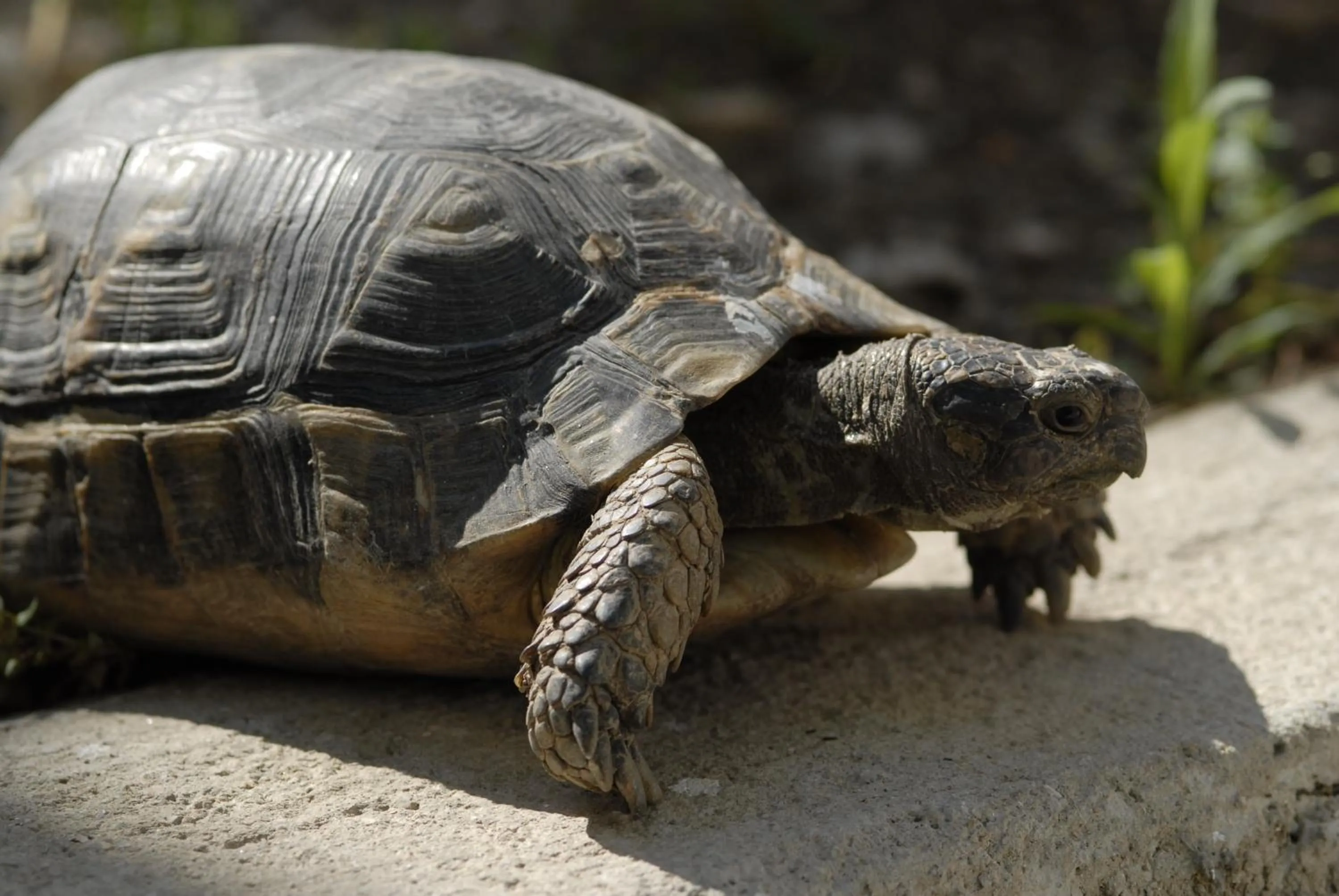 Animals in Margarita Studios