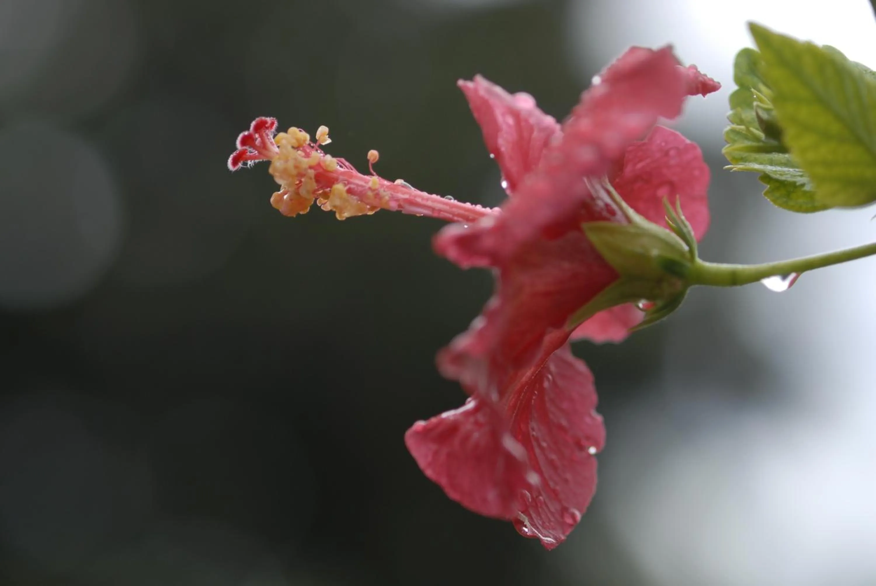 Garden in Margarita Studios