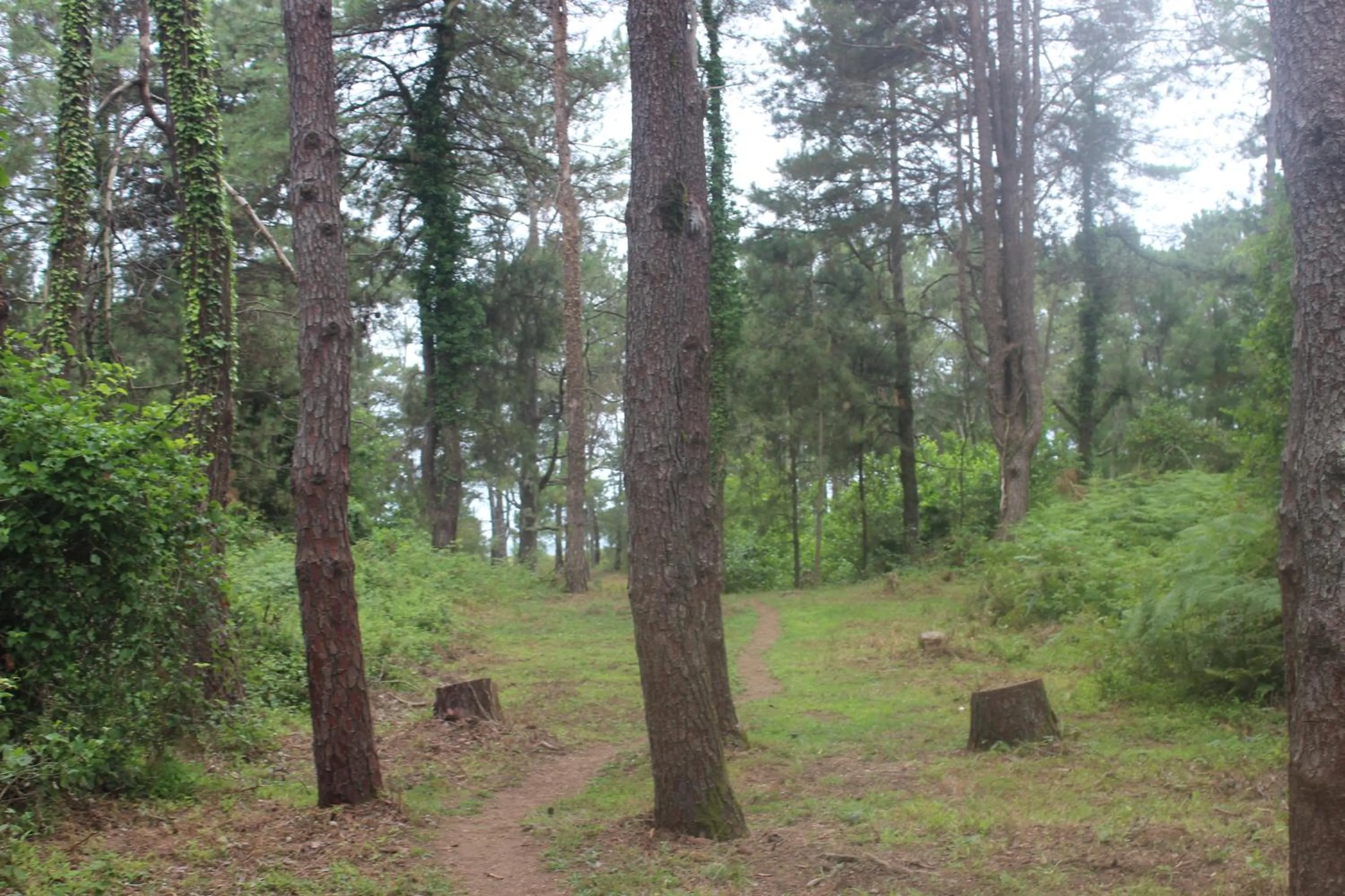 Natural landscape in Hotel Ureki