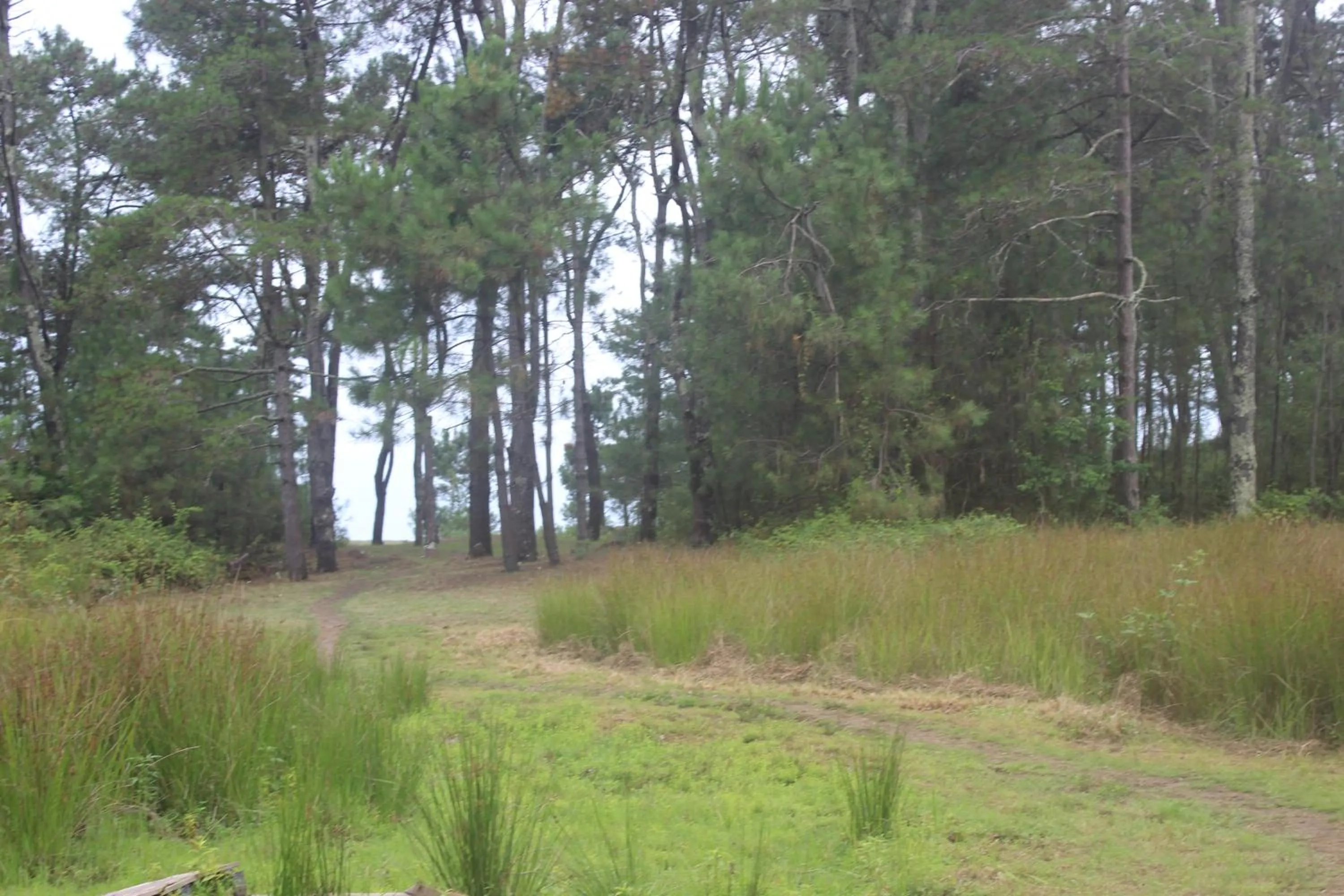 Natural landscape in Hotel Ureki
