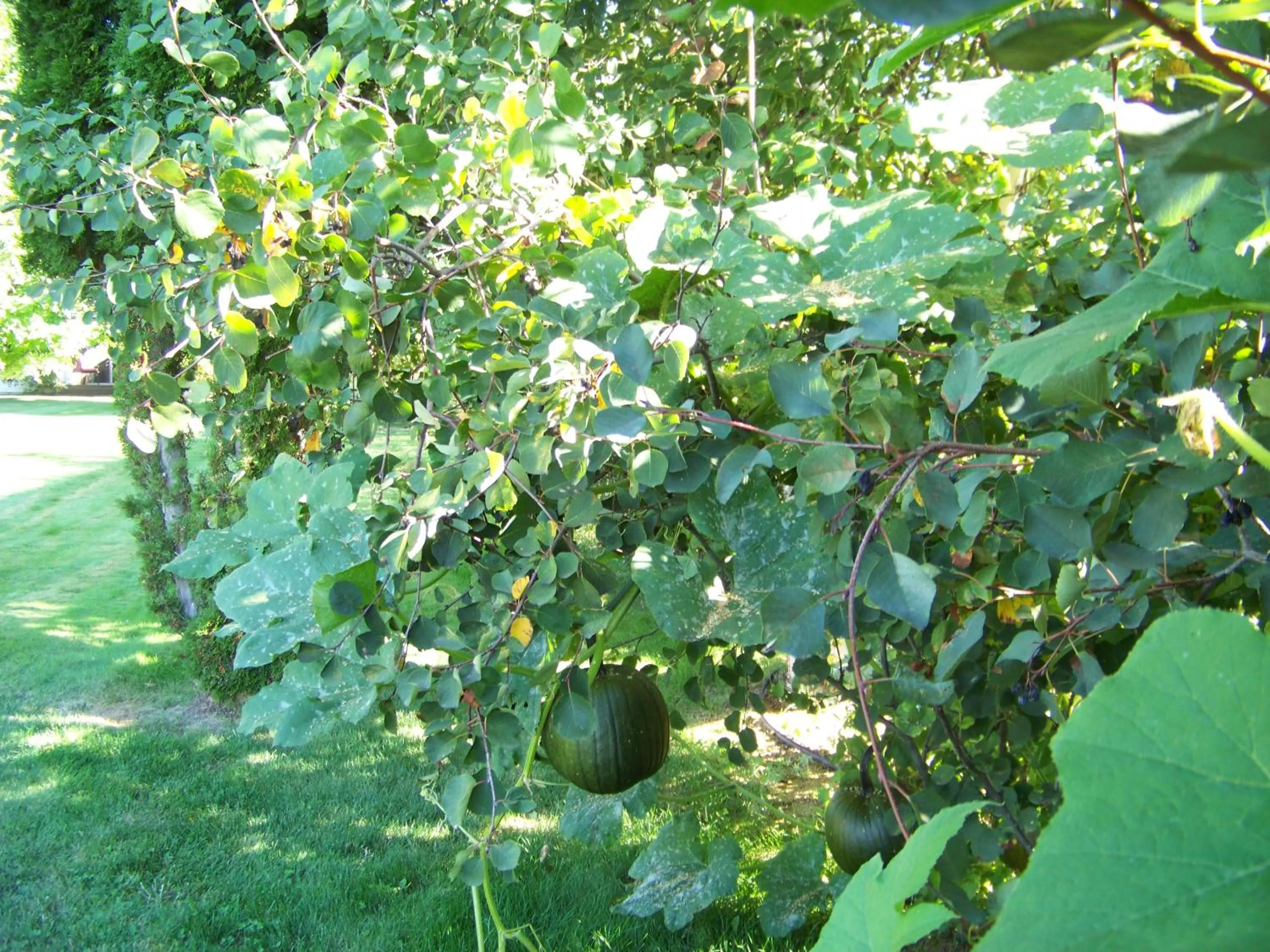 Property building in Bavarian Orchard Motel