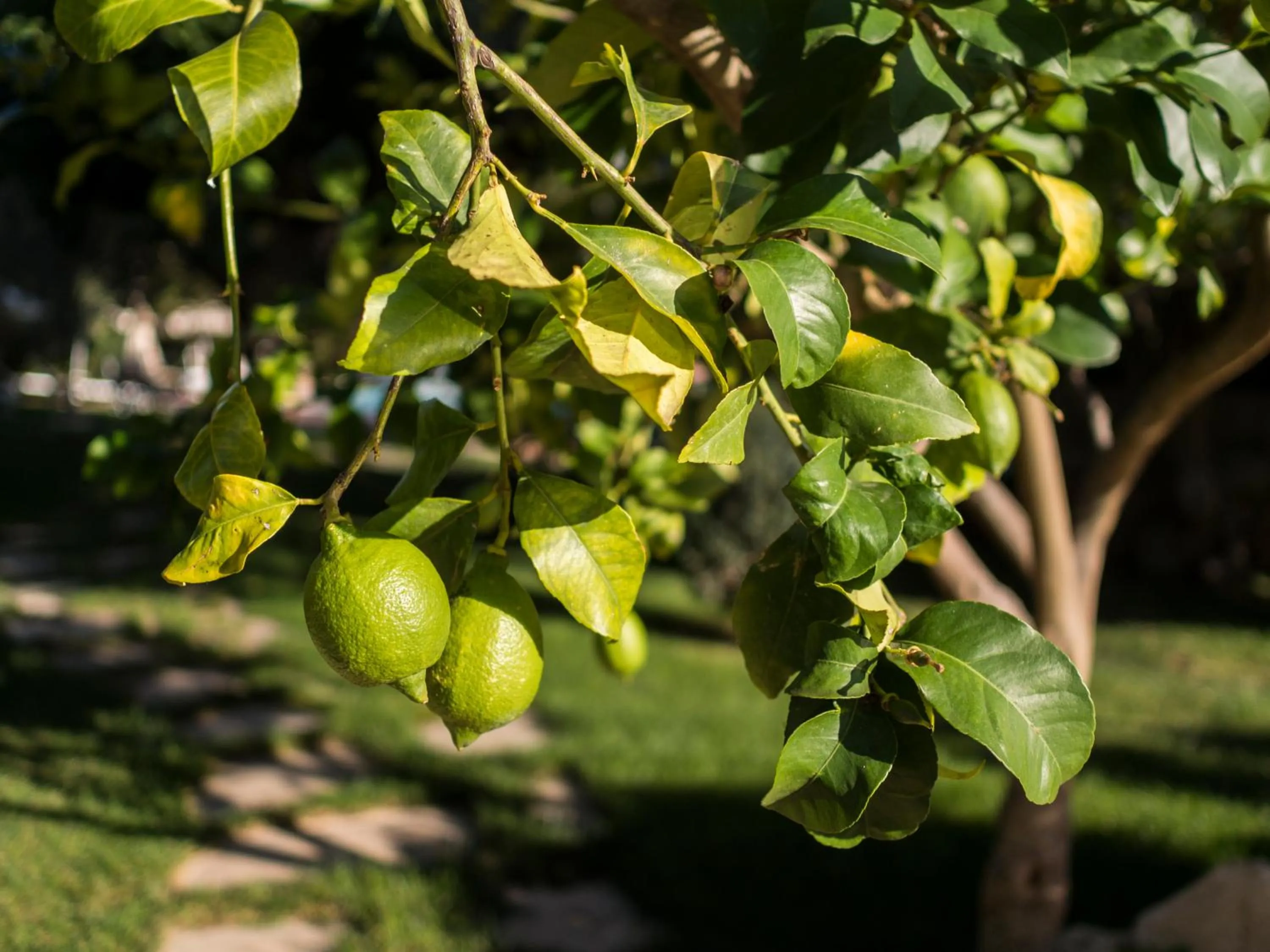 Garden in Agriturismo Il Granaio Hotel & SPA