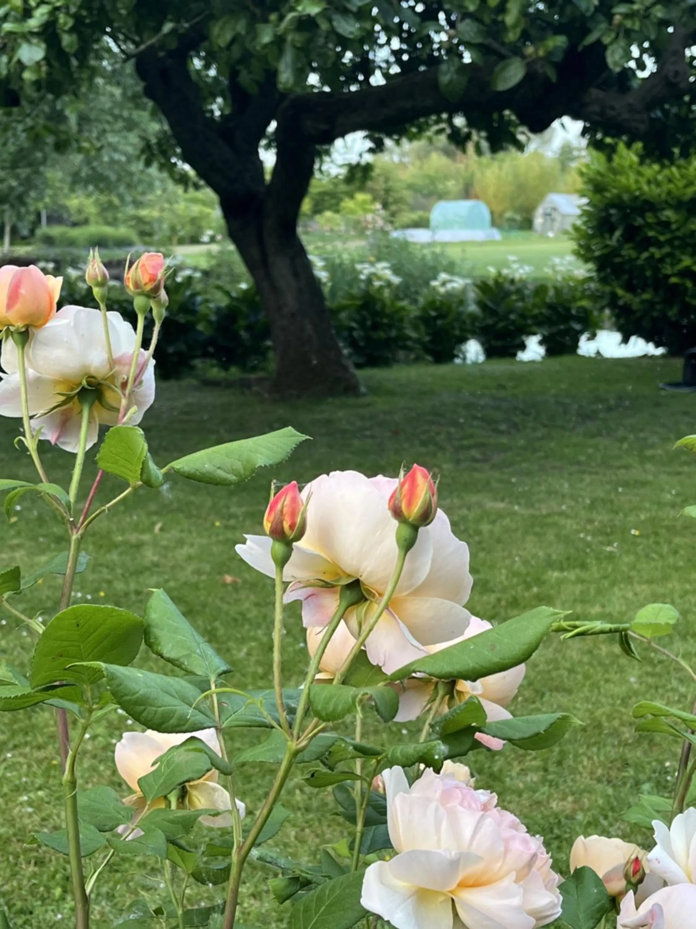 Garden in Comme une parenthèse au coeur des hortillonnages