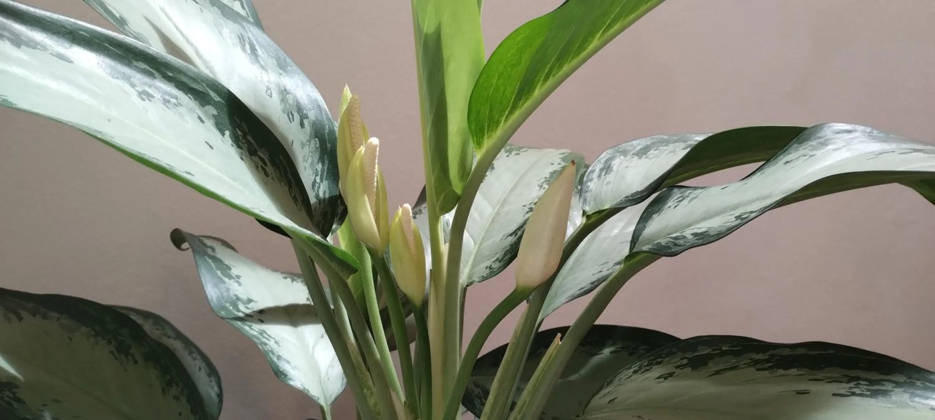 Decorative detail in Schlosswirt Forst