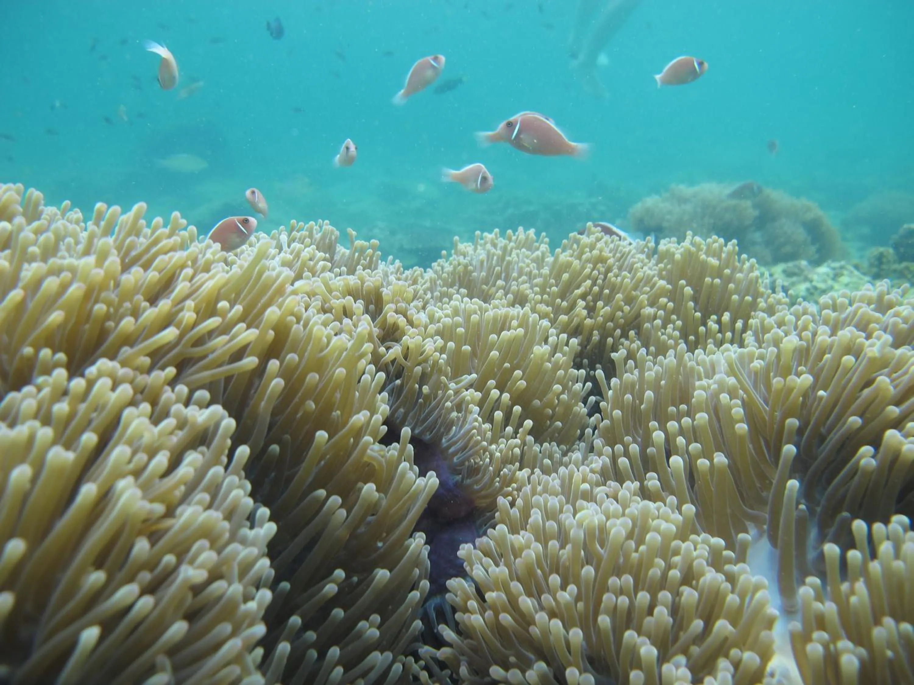 Snorkeling in Rocky Point Resort