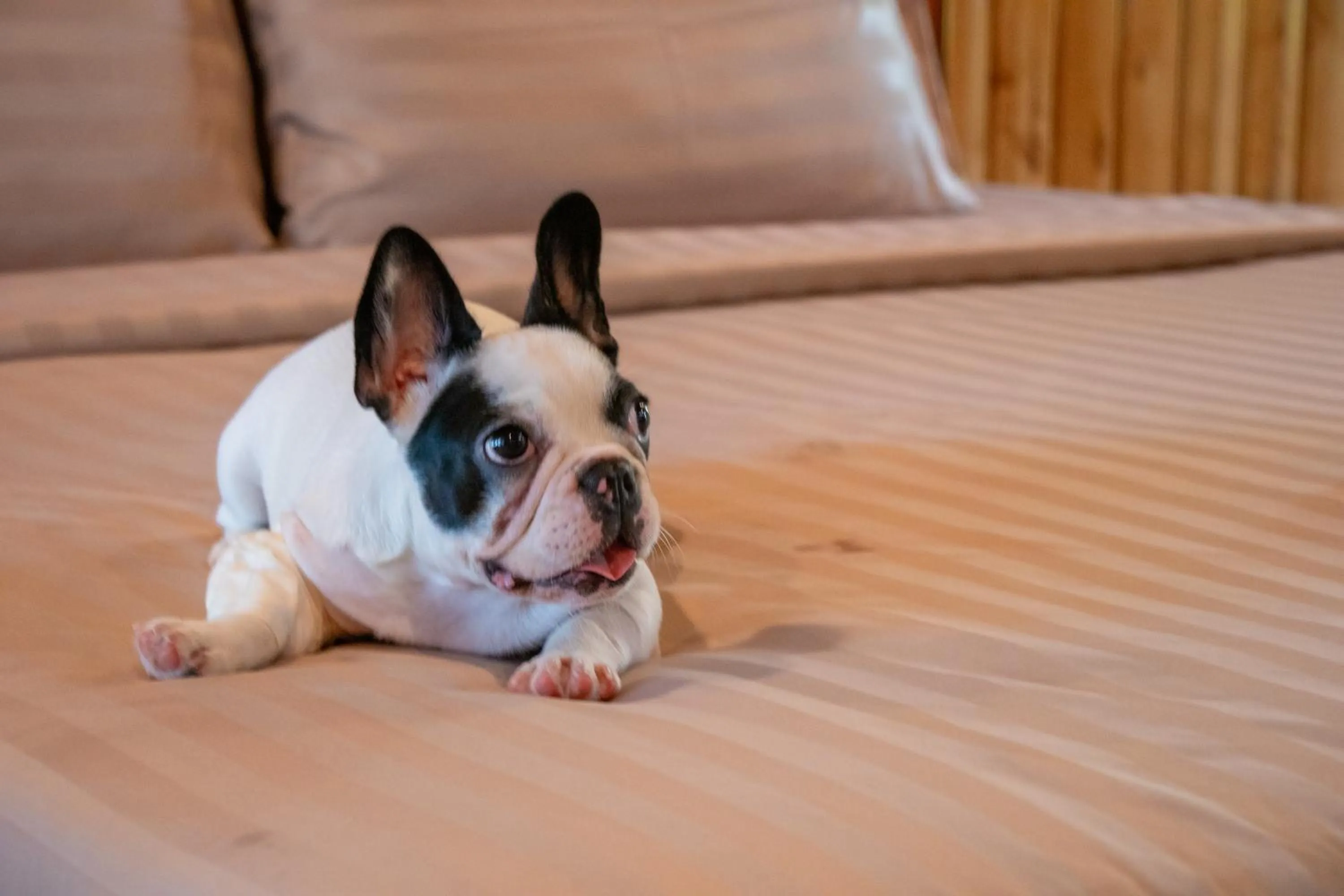 Pets in Rocky Point Resort