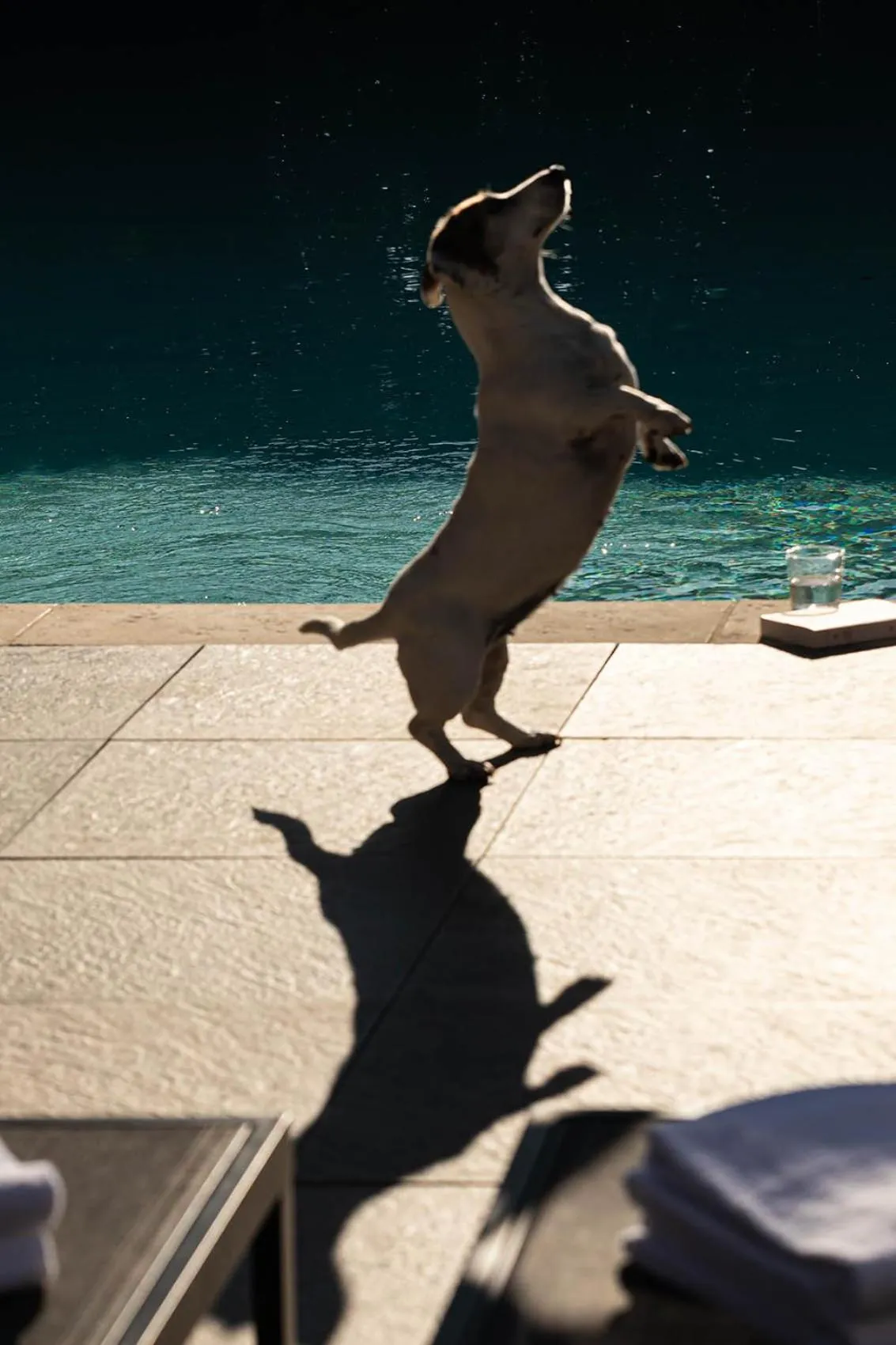 pet friendly in Contact Hôtels Le Savigny & Spa