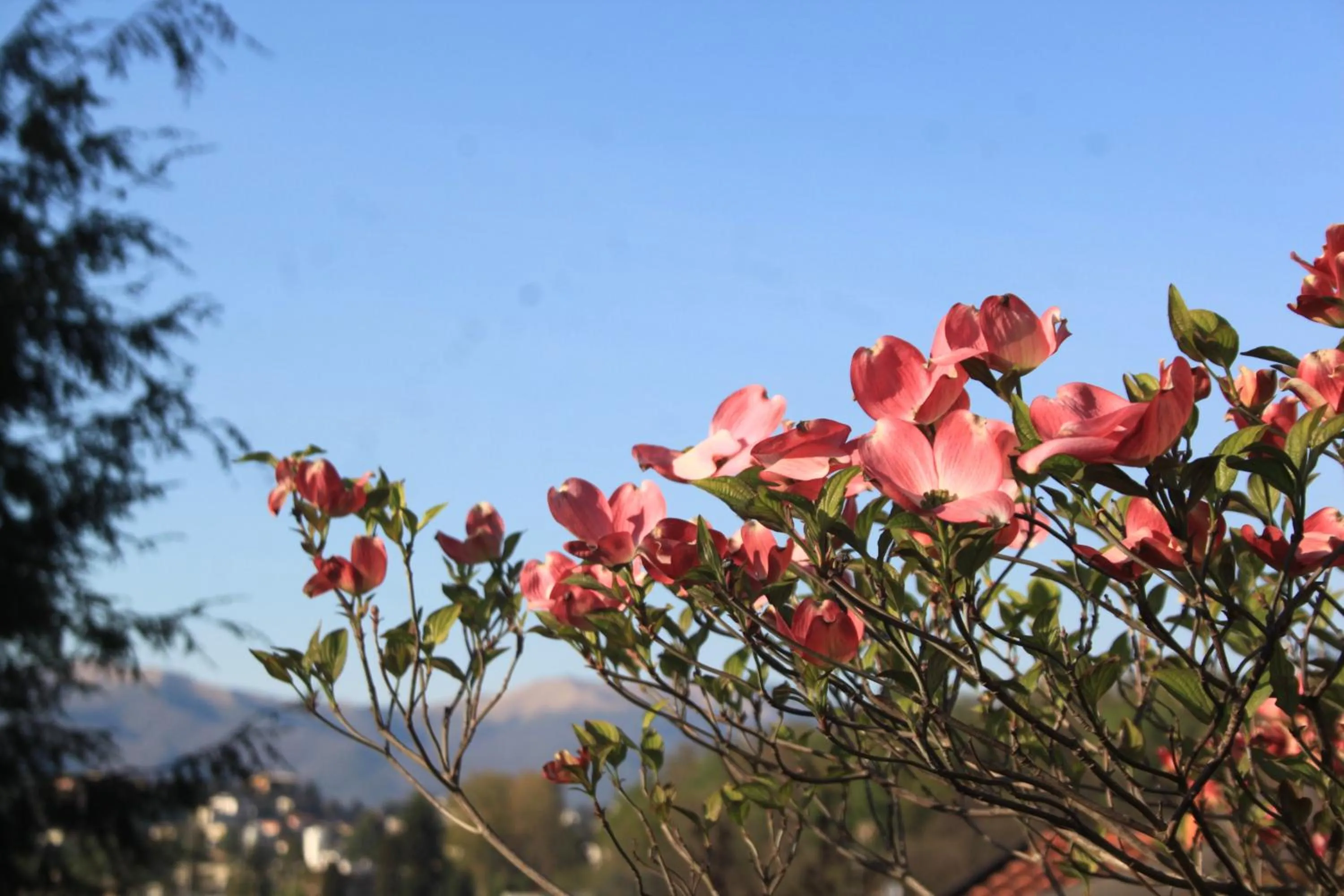 Natural landscape in Villa Onorina