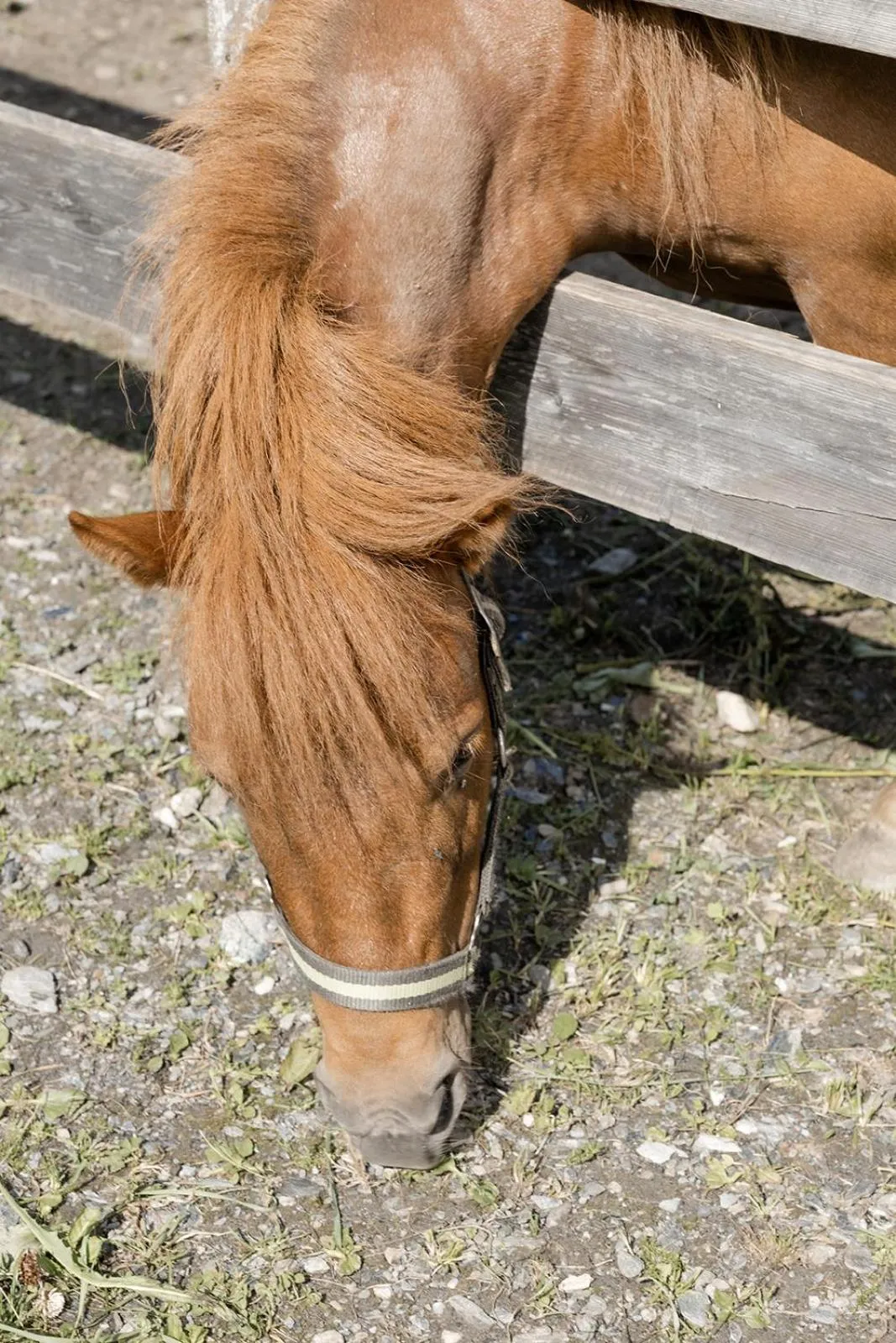 Animals in Hotel Roslehen