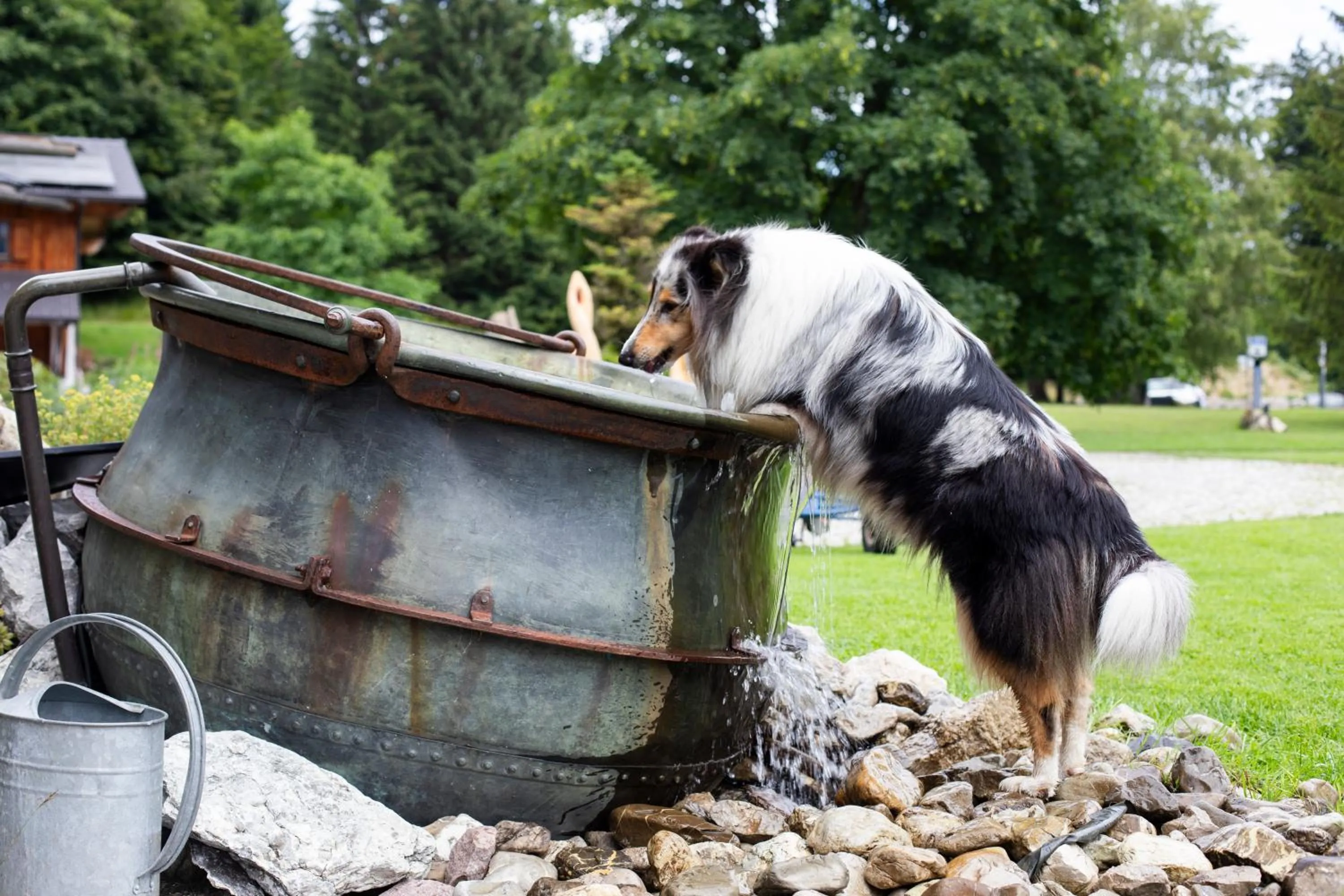 Pets in Berghotel Schlossanger Alp